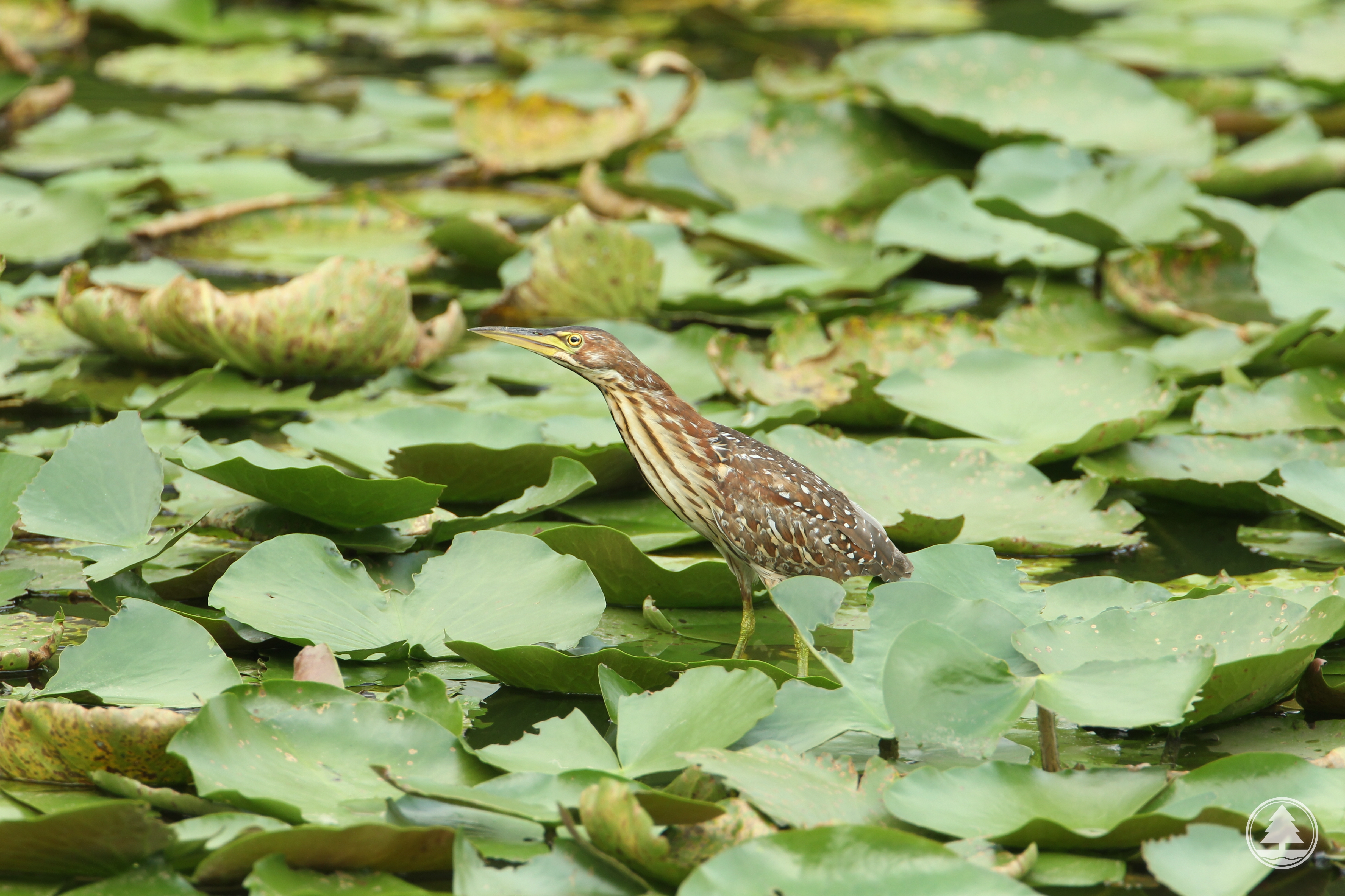 Von Schrenck's Bittern