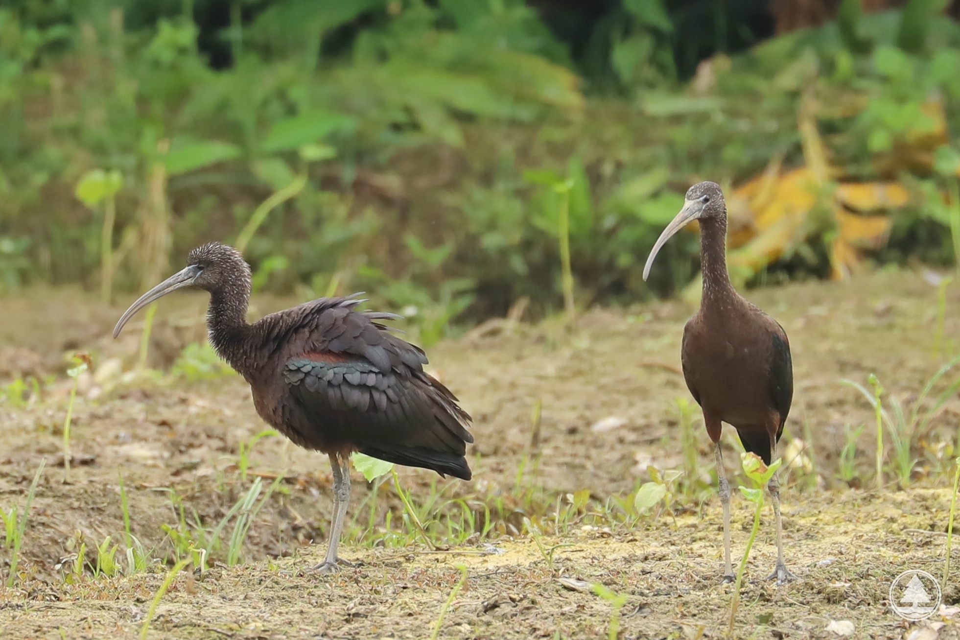 Glossy Ibis