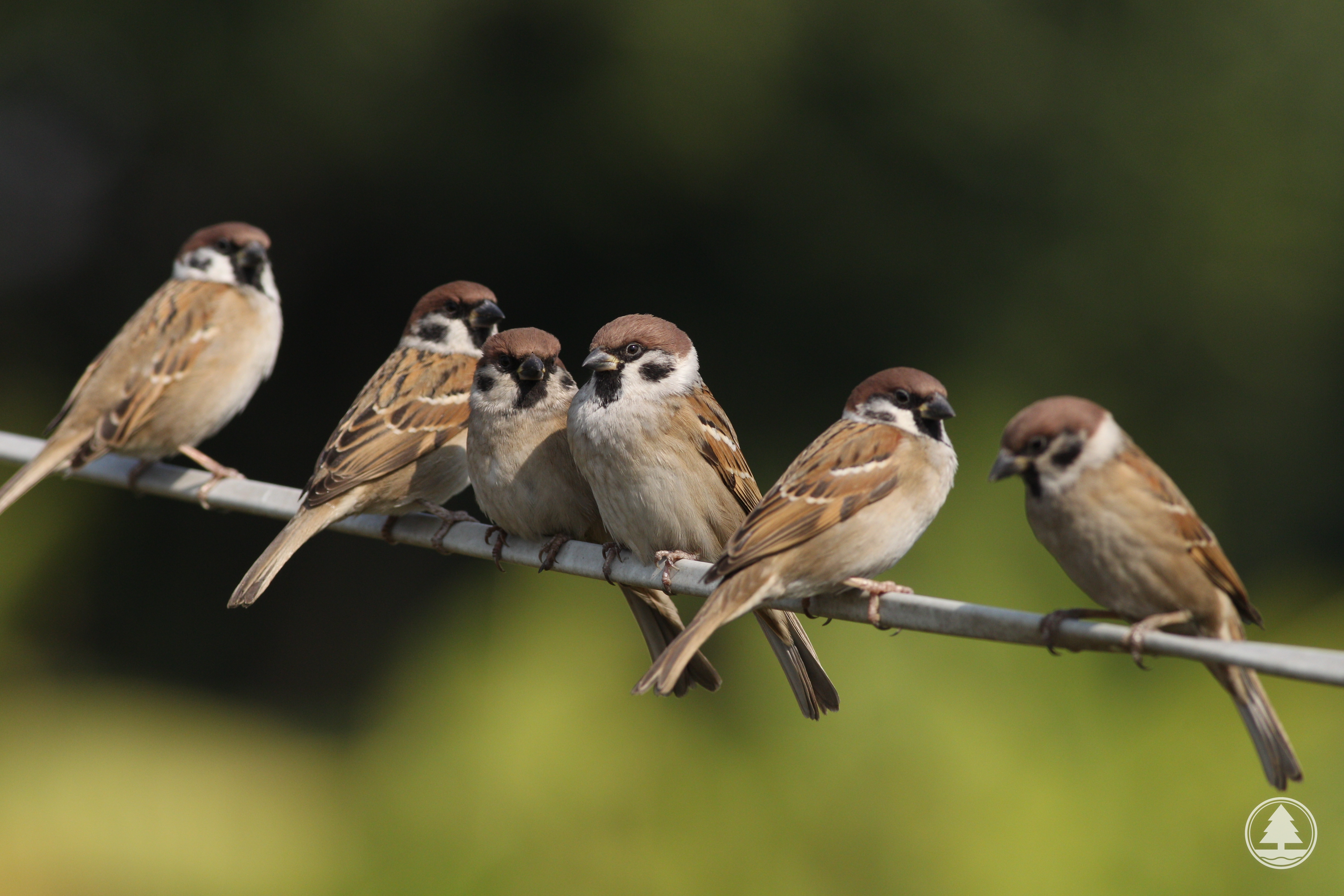 Eurasian Tree Sparrow