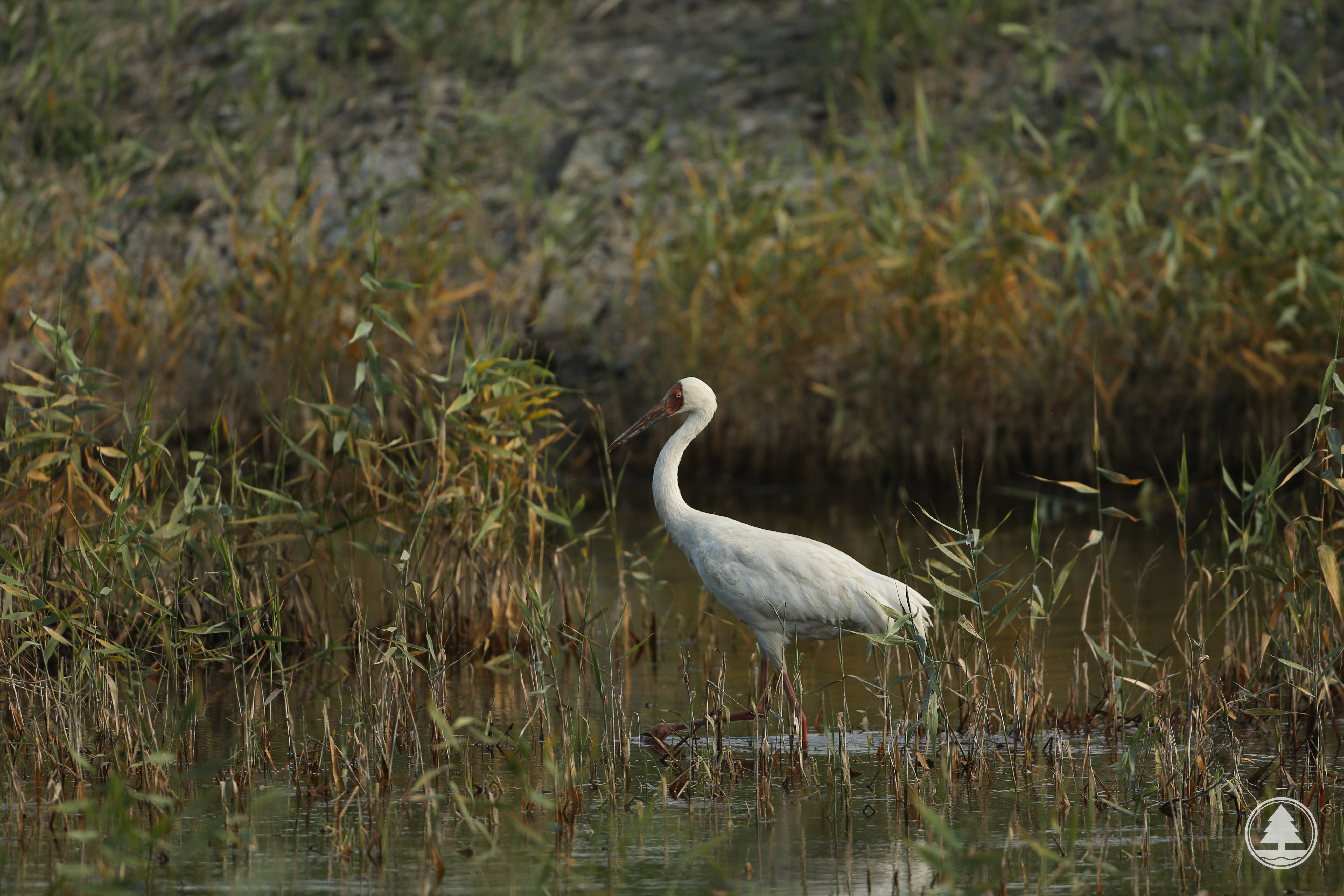 Siberian Crane