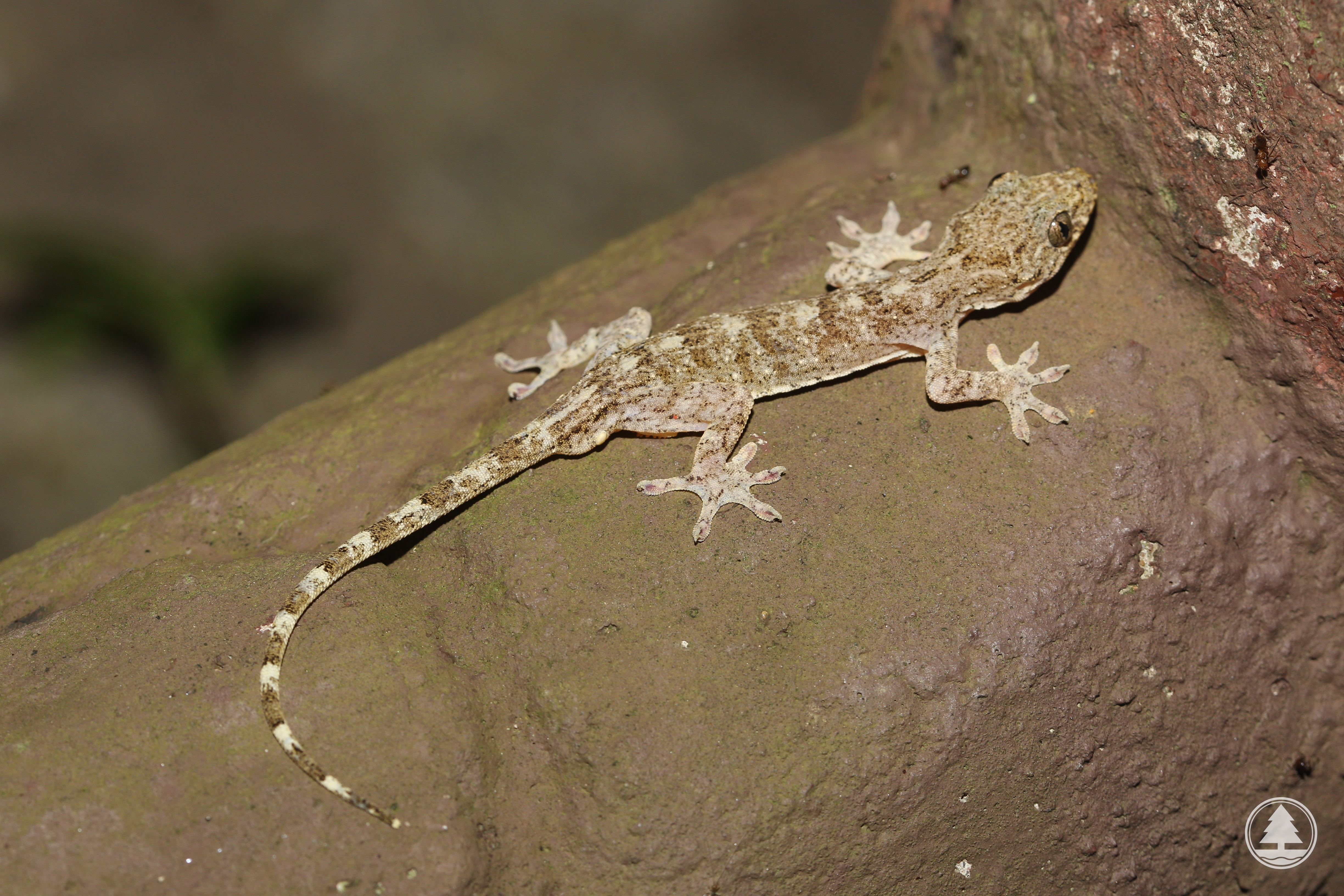 Chinese Gecko 