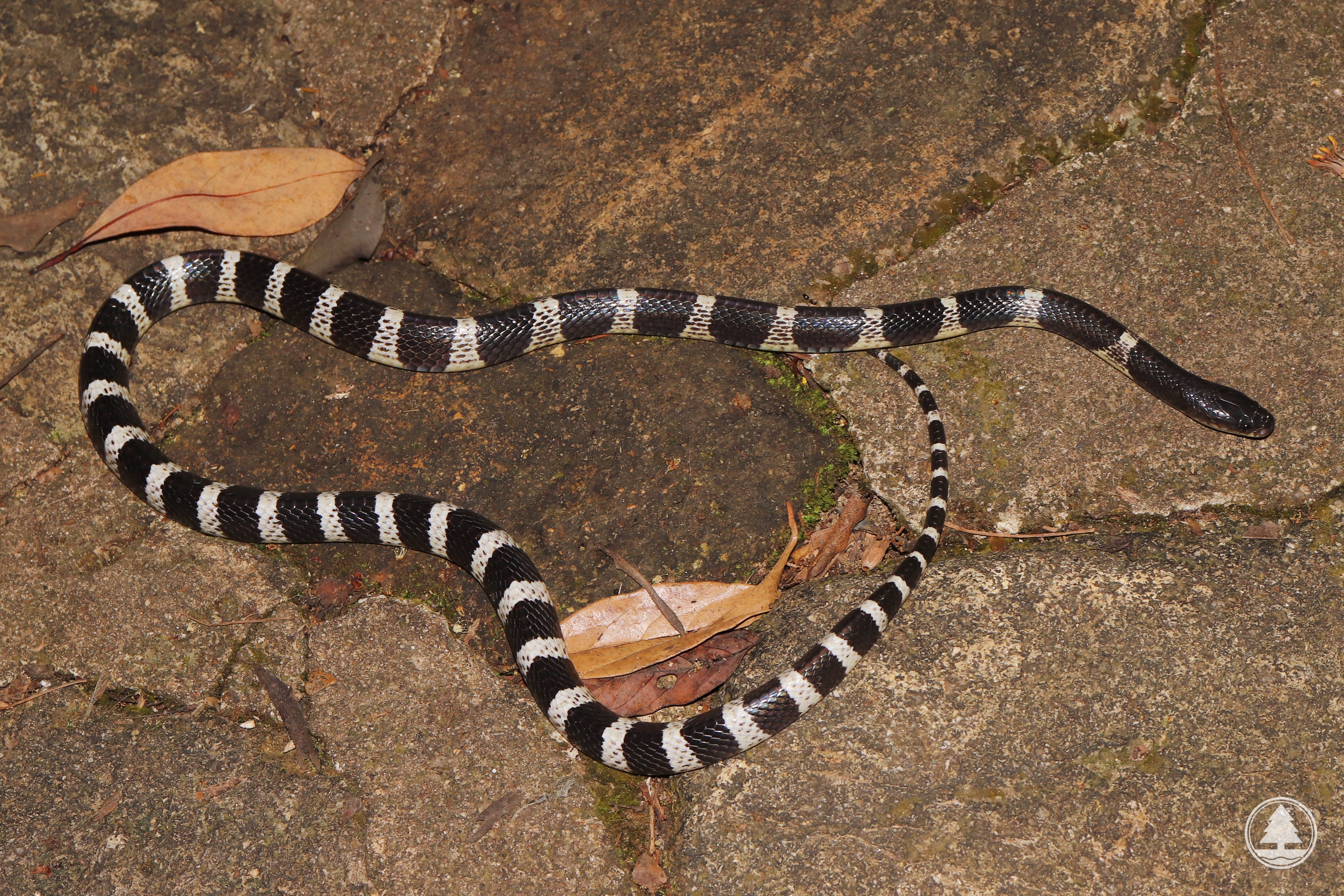 Many-banded Krait