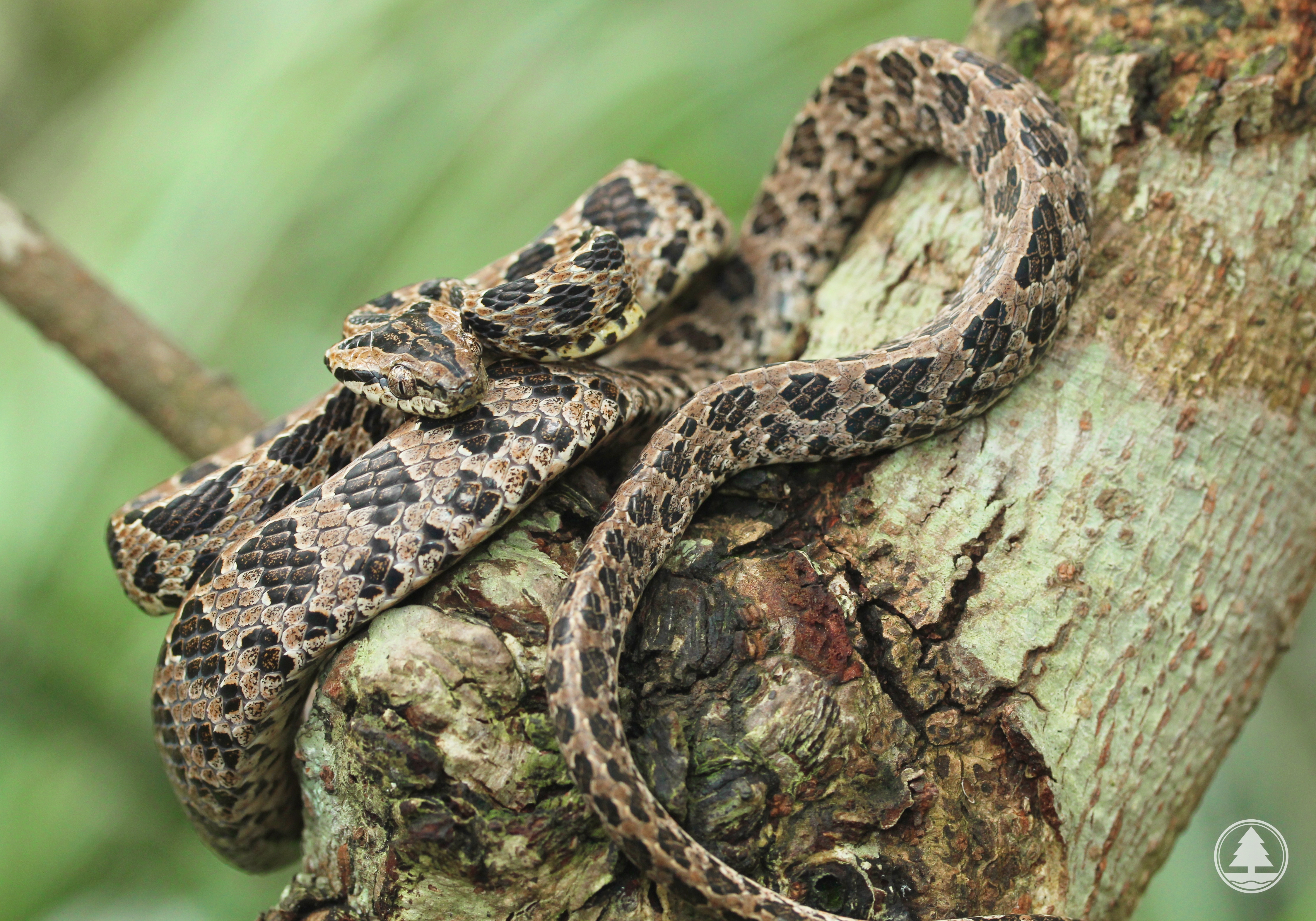 Large-spotted Cat Snake