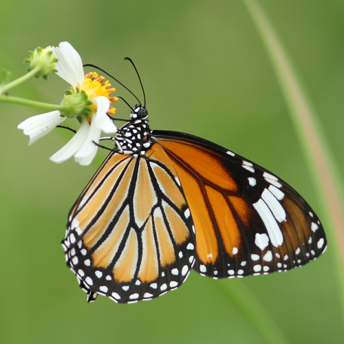 Butterflies