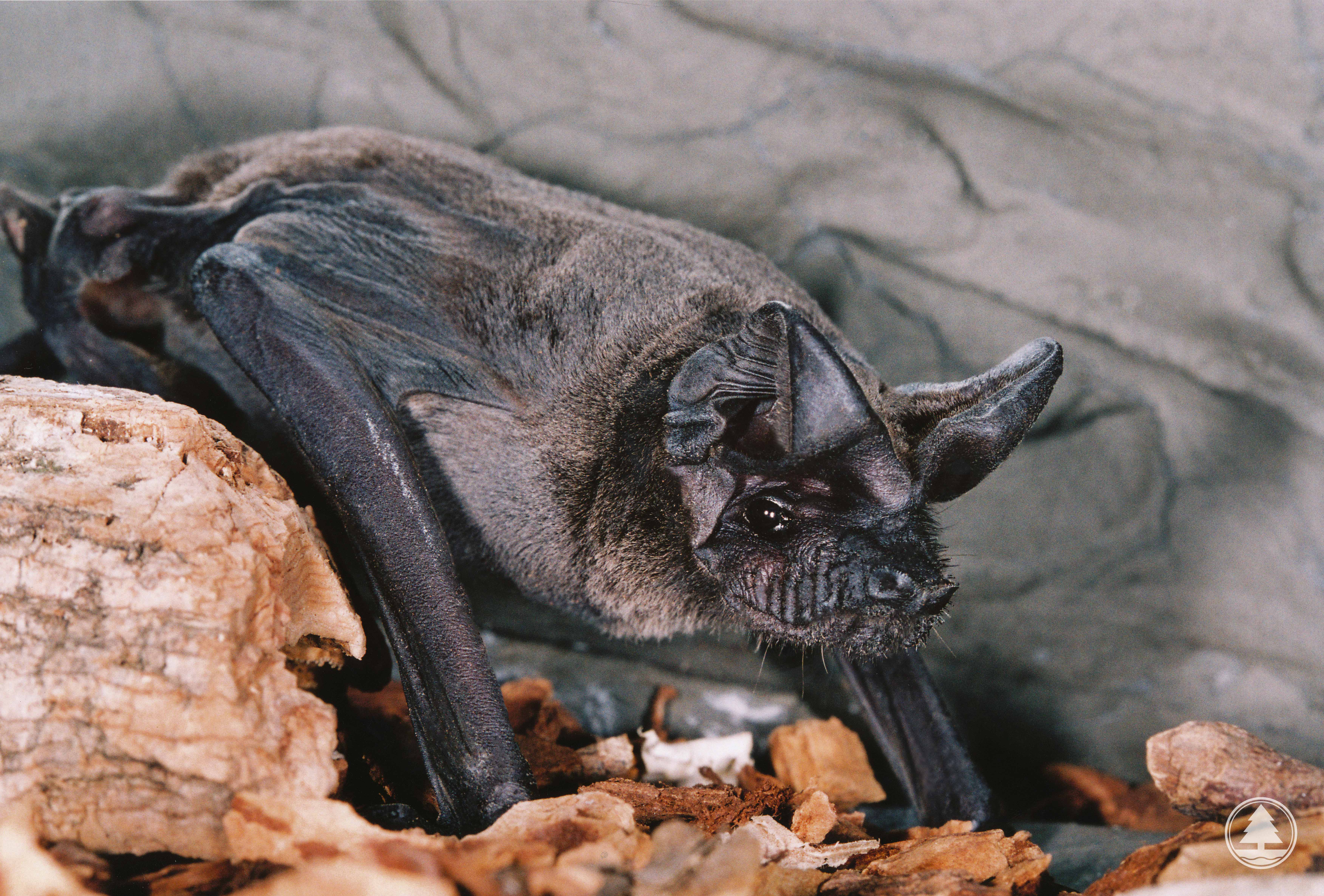 Wrinkle-lipped Free-tailed Bat