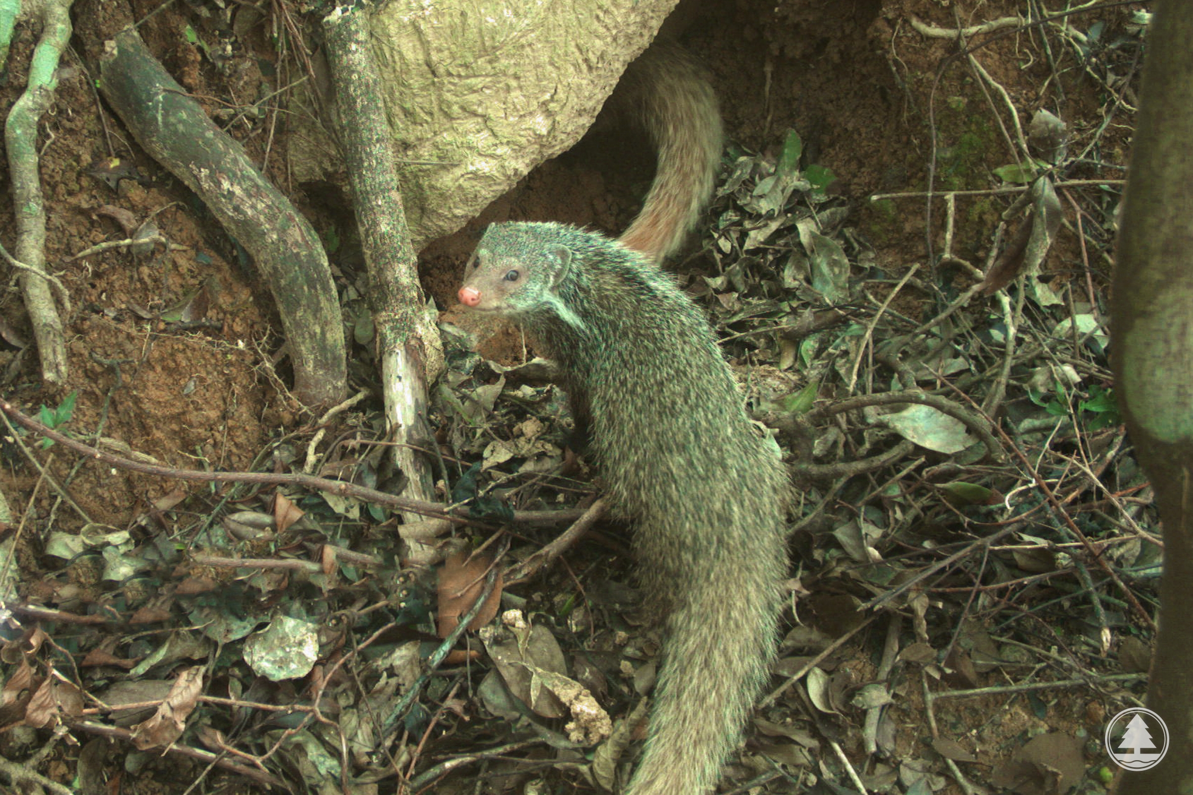 Crab-eating Mongoose