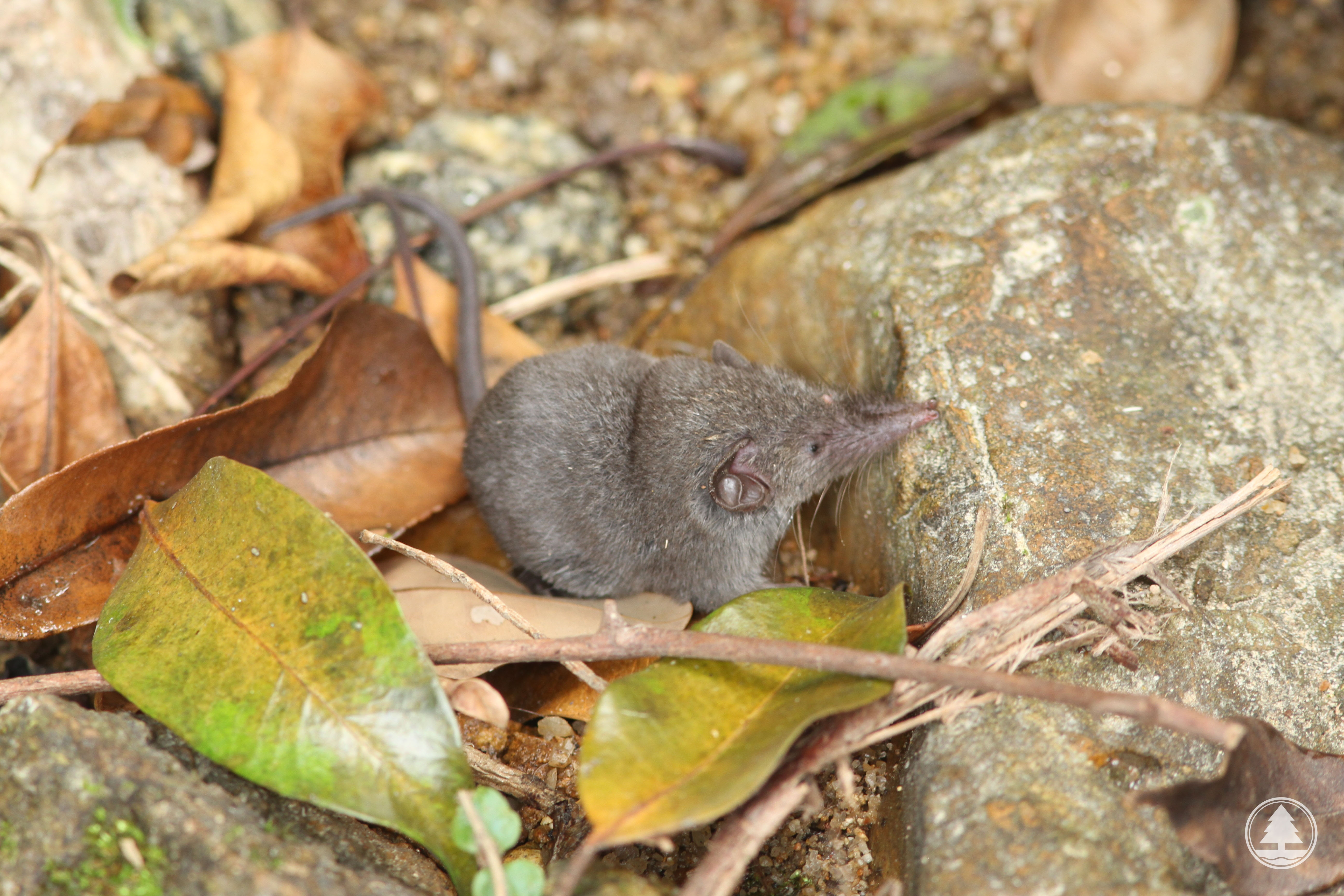 Grey Shrew