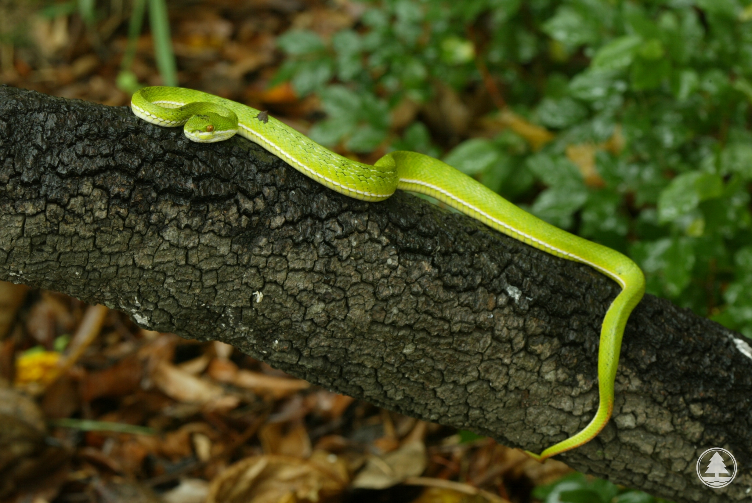 Bamboo Snake