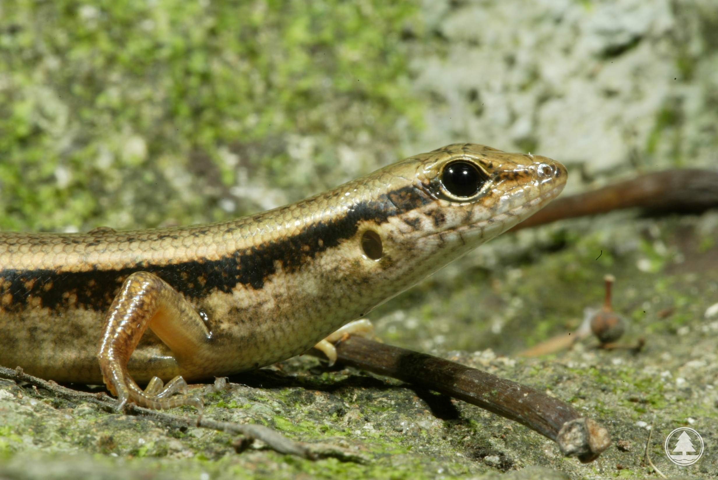 Indian Forest Skink 