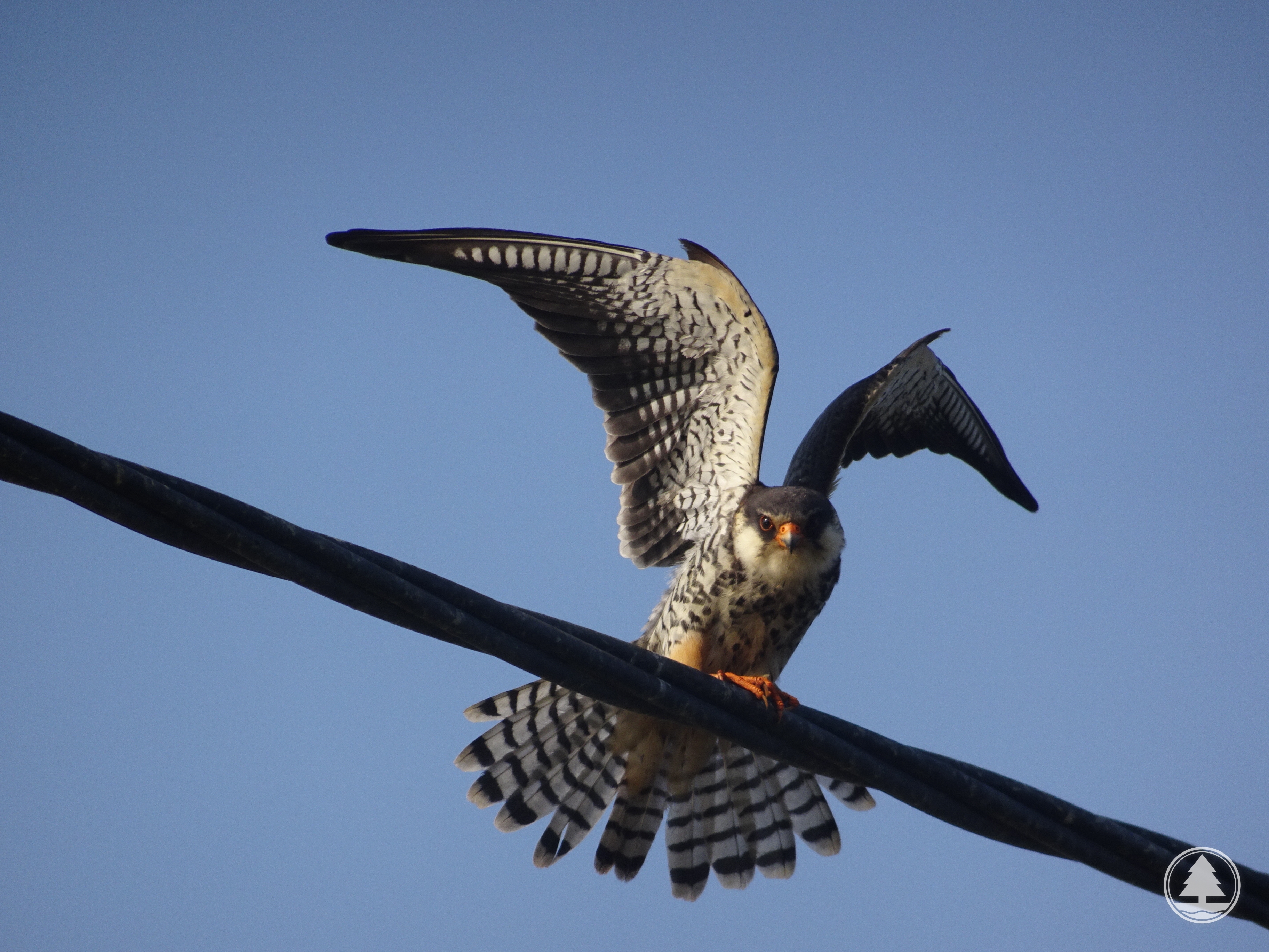  Amur Falcon