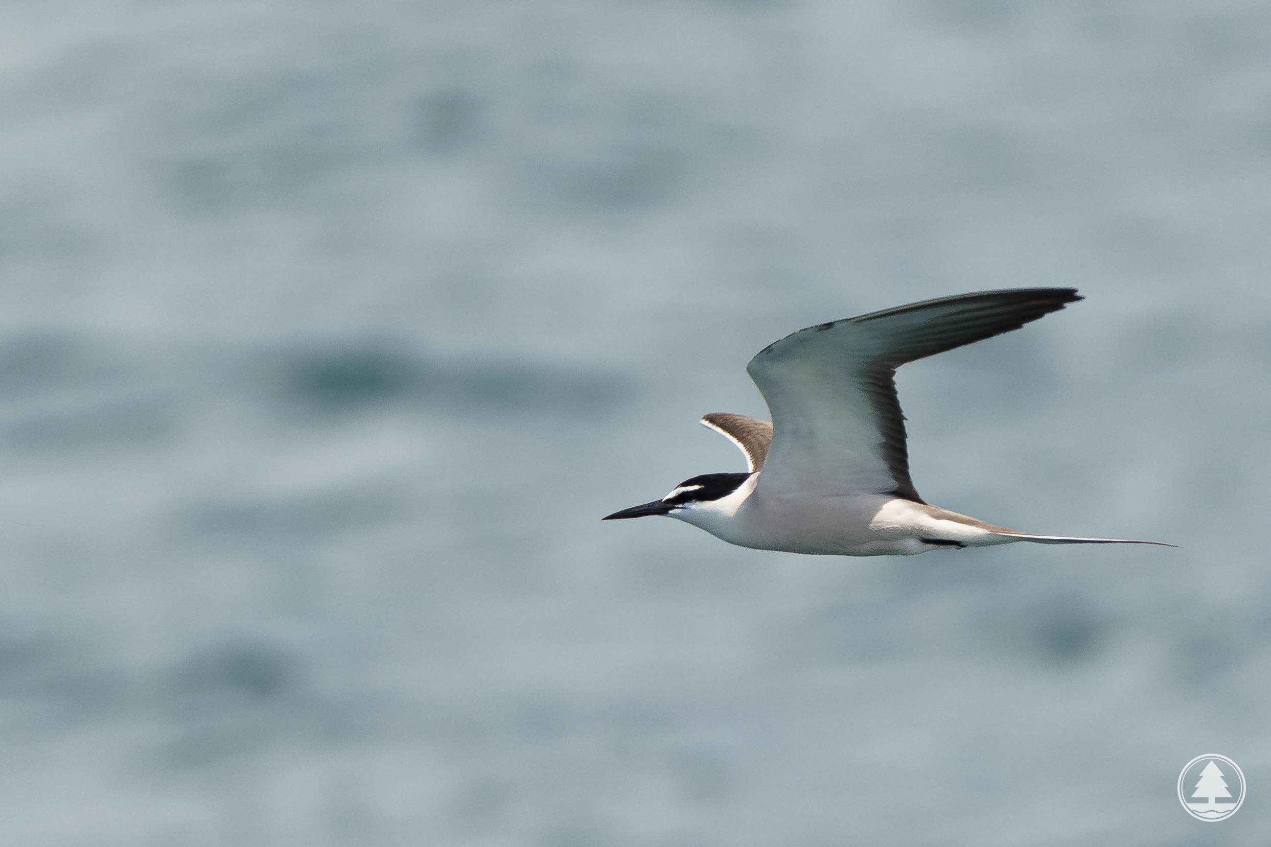 Bridled Tern