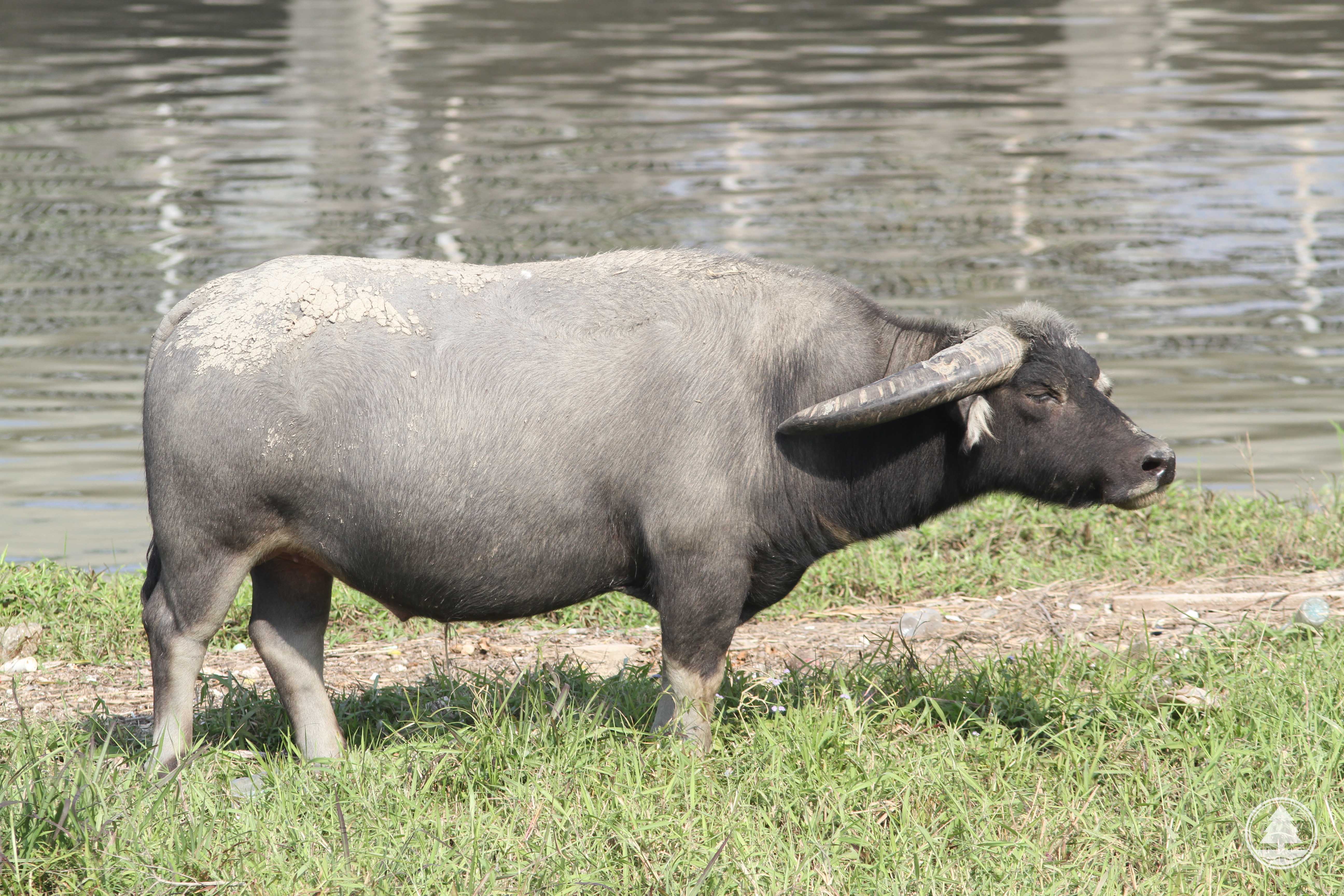 Domestic Asian Buffalo