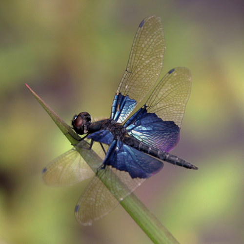 Dragonflies