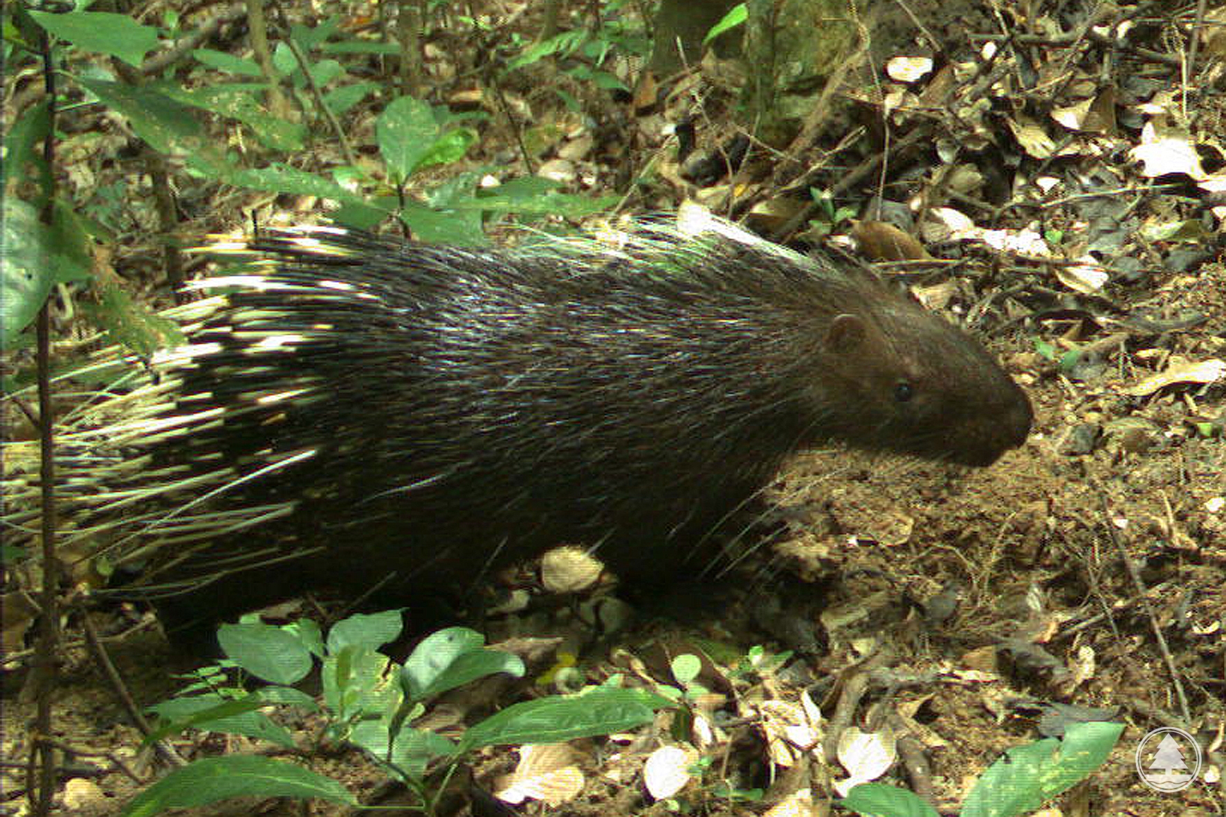 East Asian Porcupine