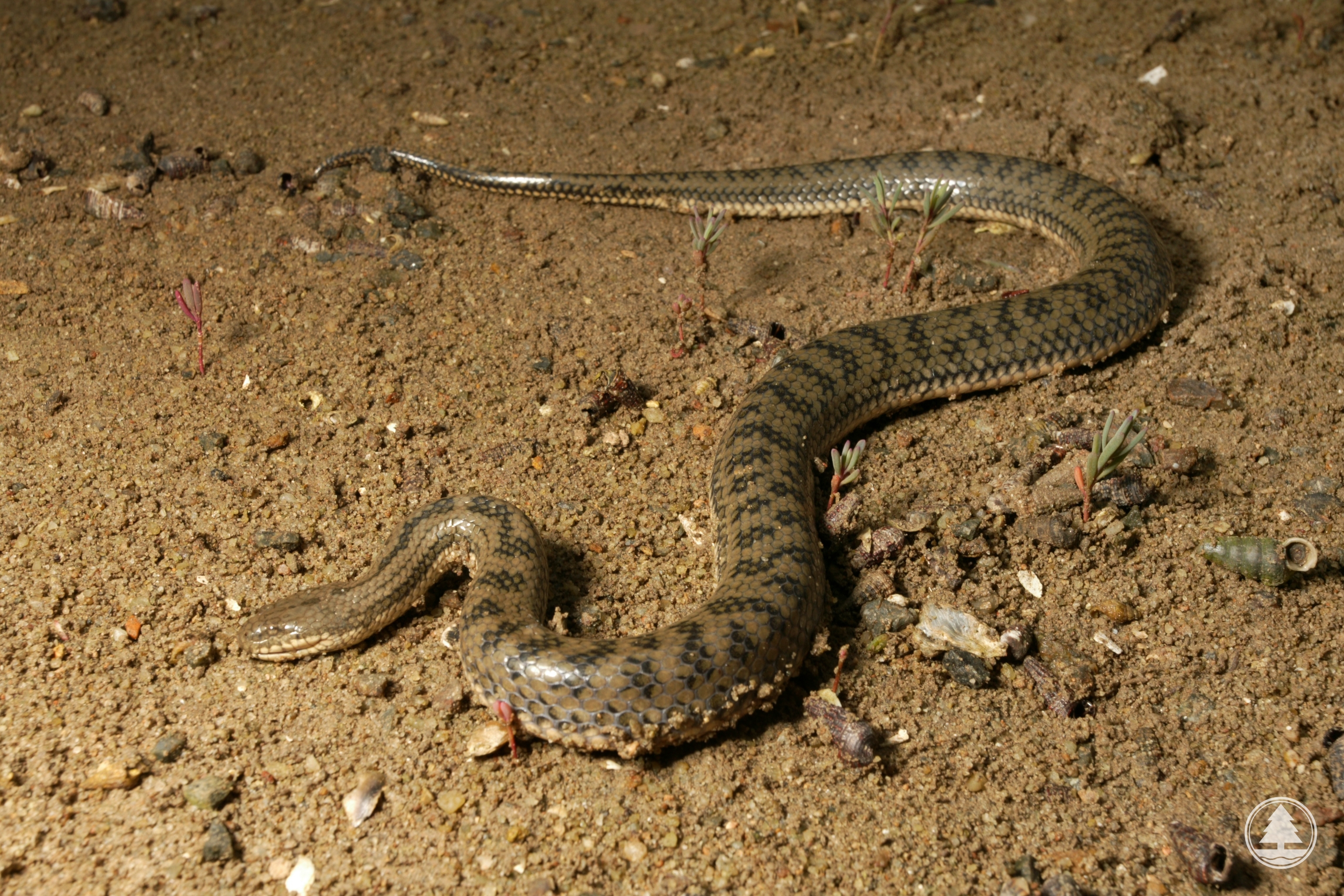 Mangrove Water Snake