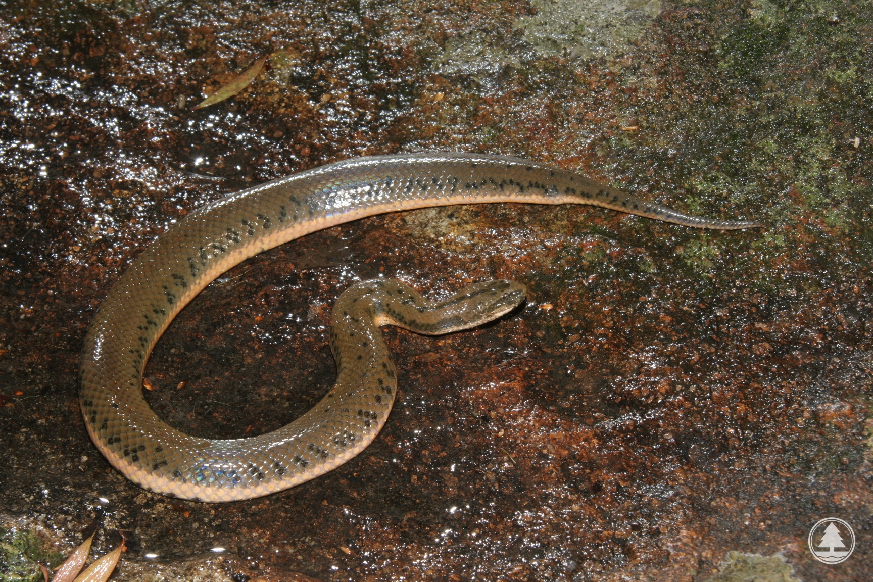 Chinese Water Snake