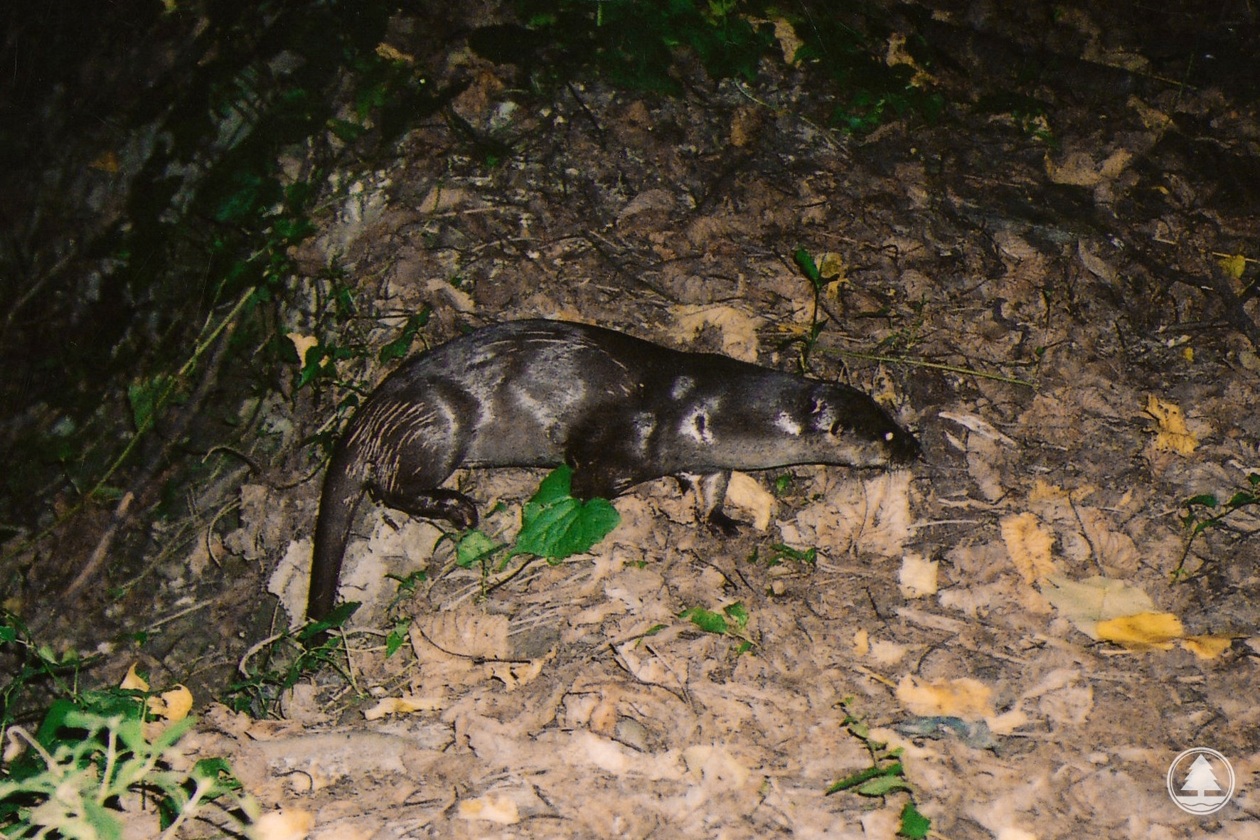 Eurasian Otter