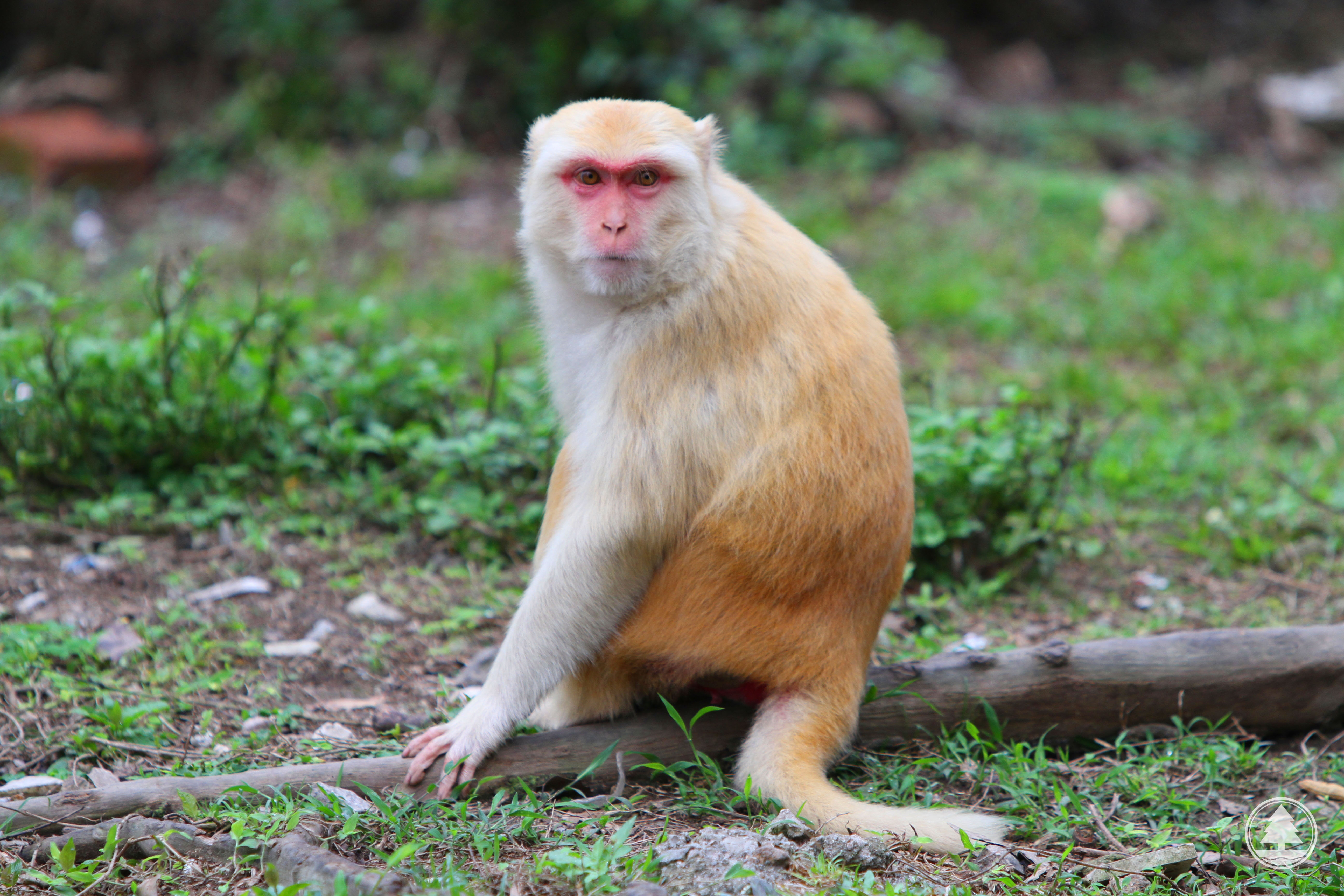 “Golden” Macaque