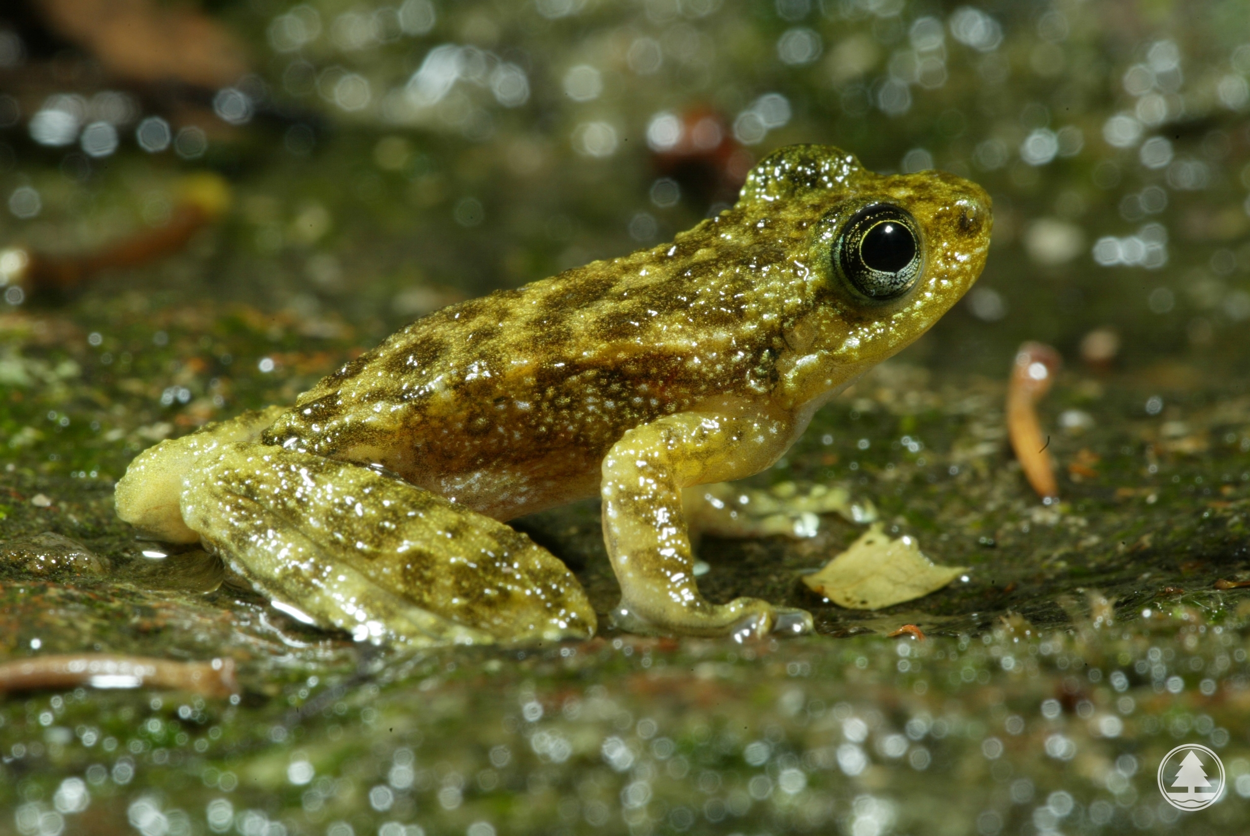 Hong Kong Cascade Frog 