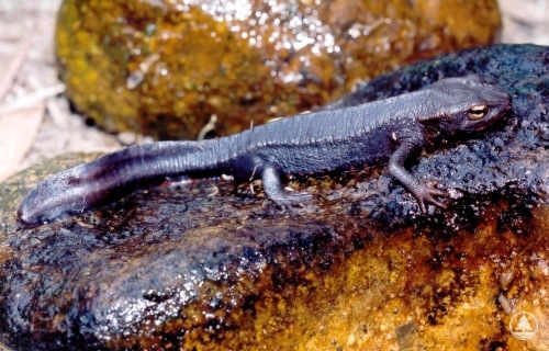 Hong Kong Newt 