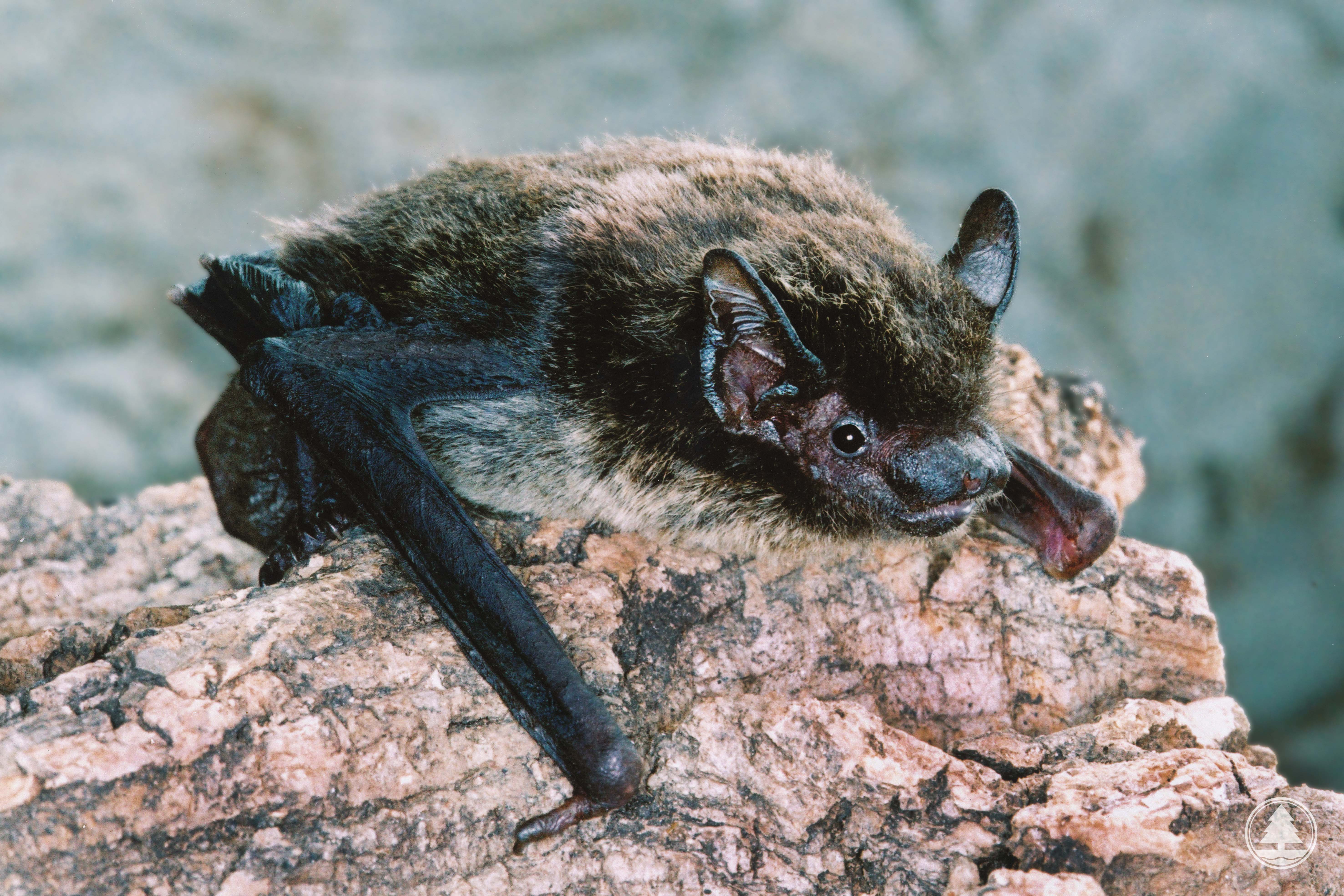 Chinese Pipistrelle