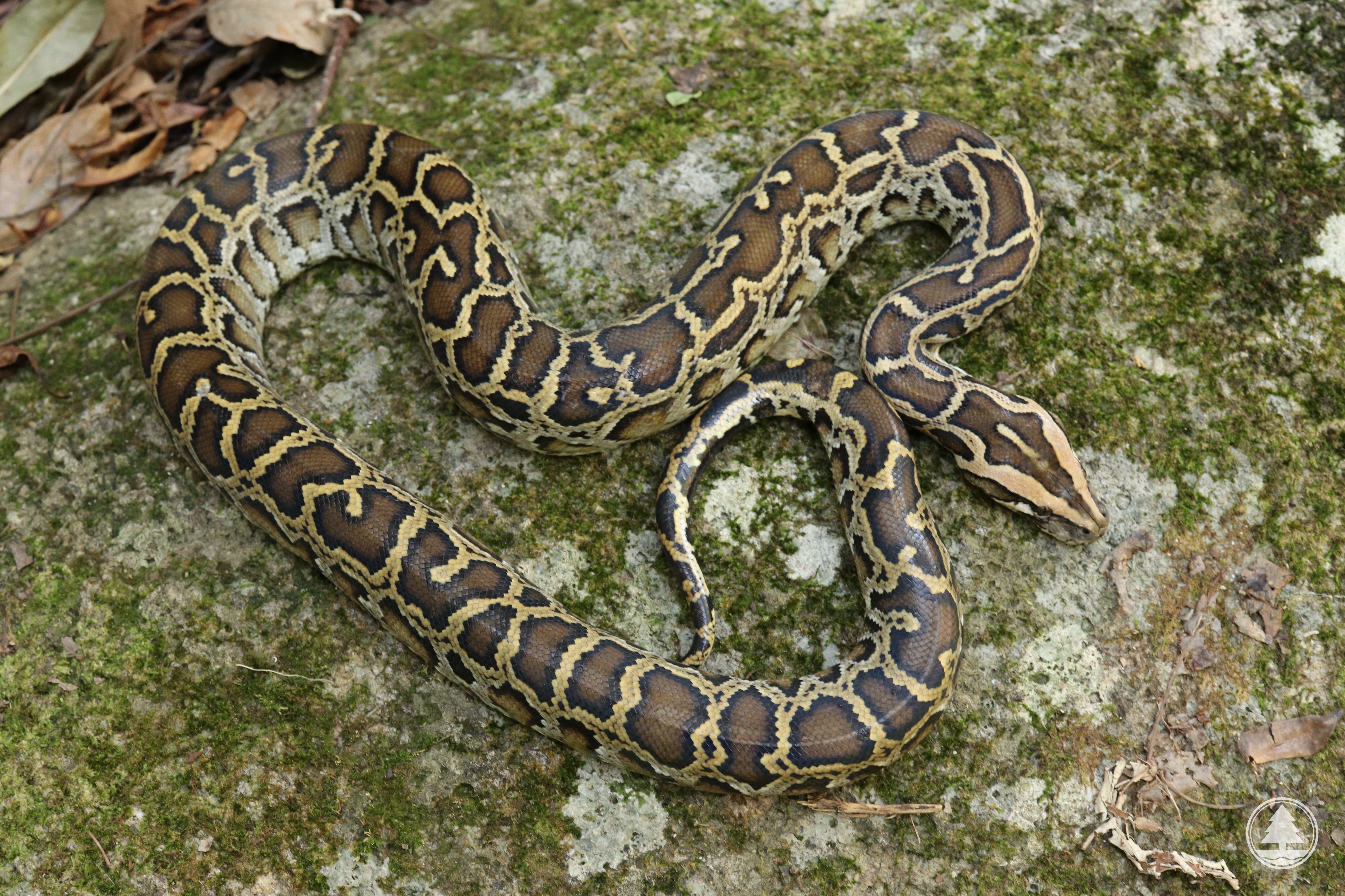 Burmese Python 