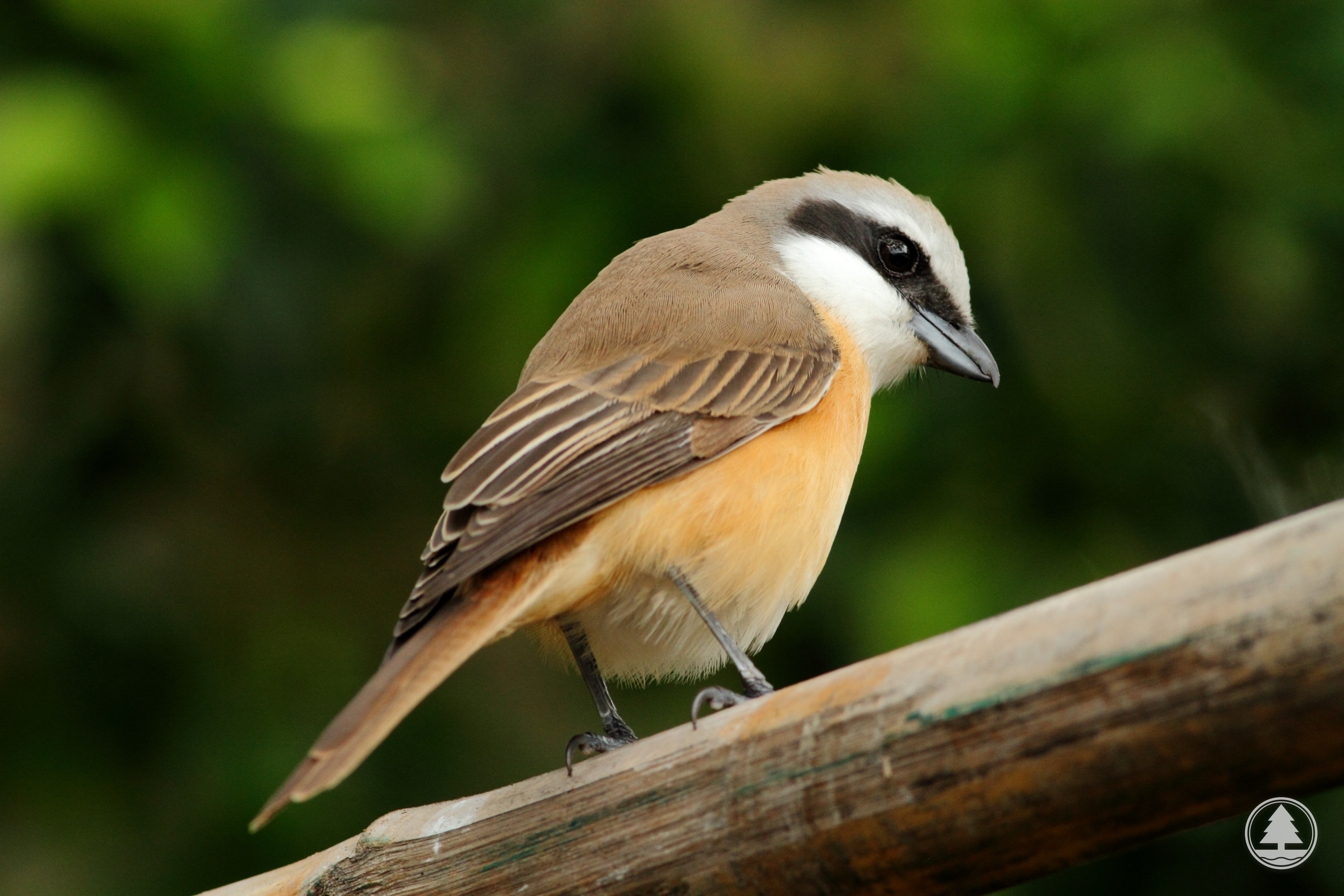 Brown Shrike