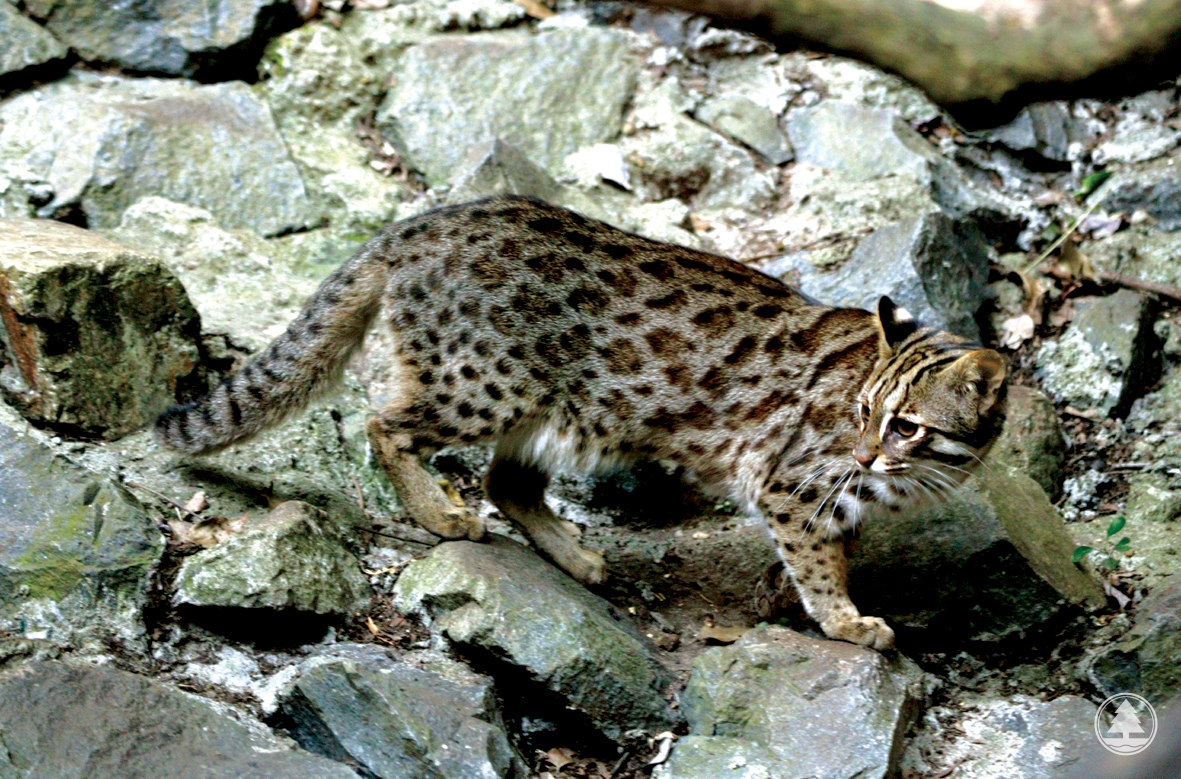 Leopard Cat