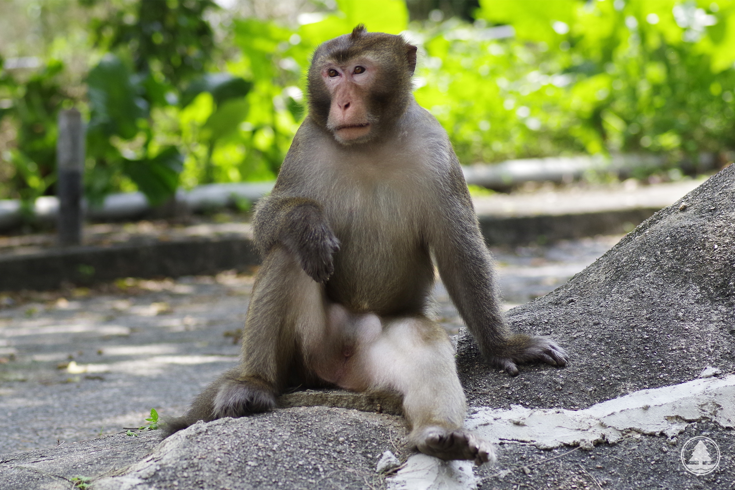 Hybrid of the Rhesus Macaque and Longtailed Macaque