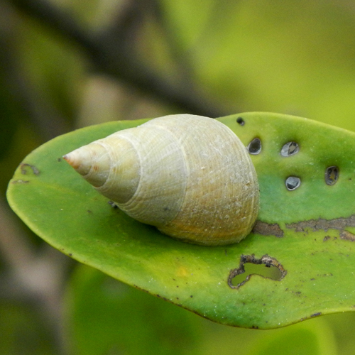 Mangrove Fauna