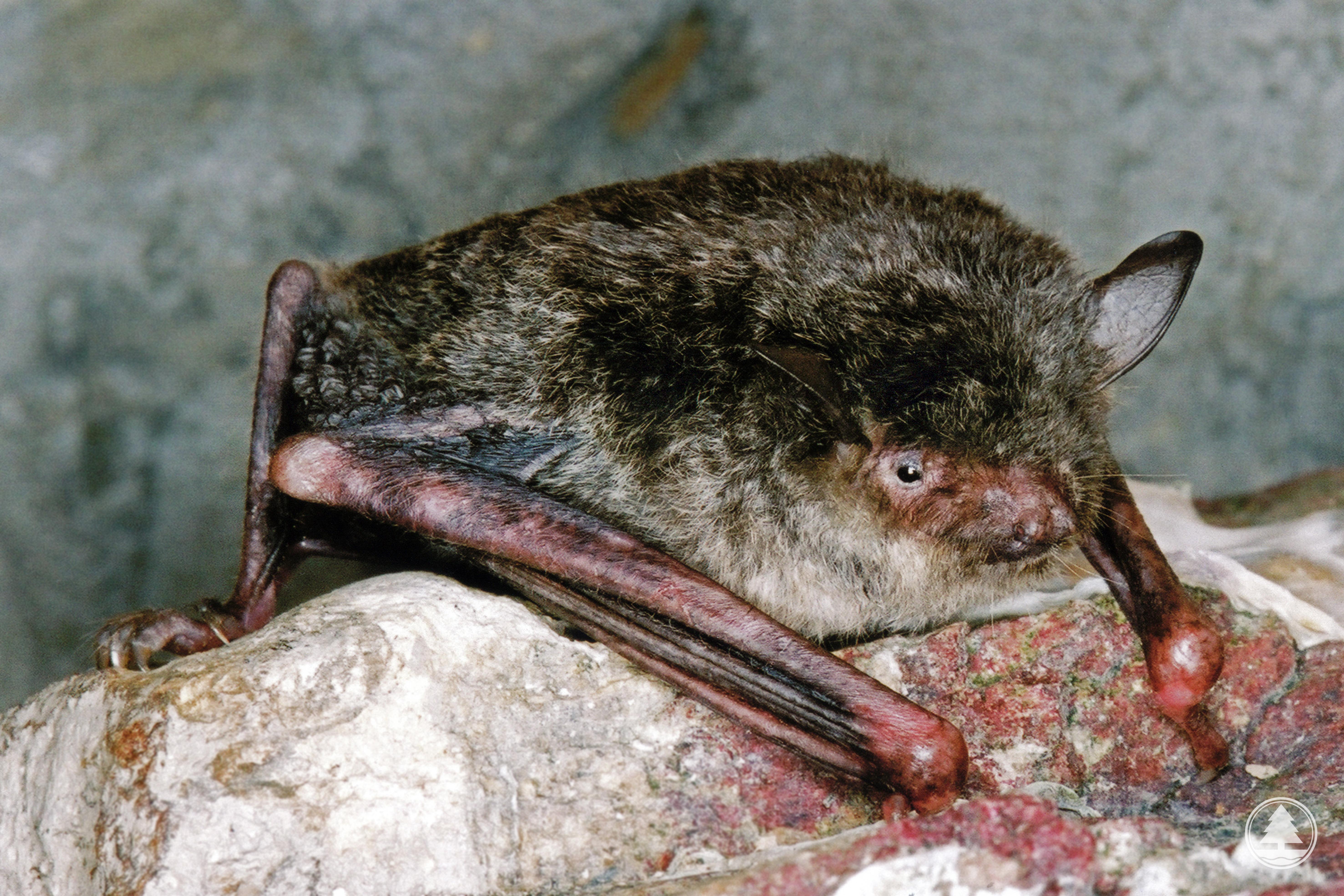 Horsfield's Myotis