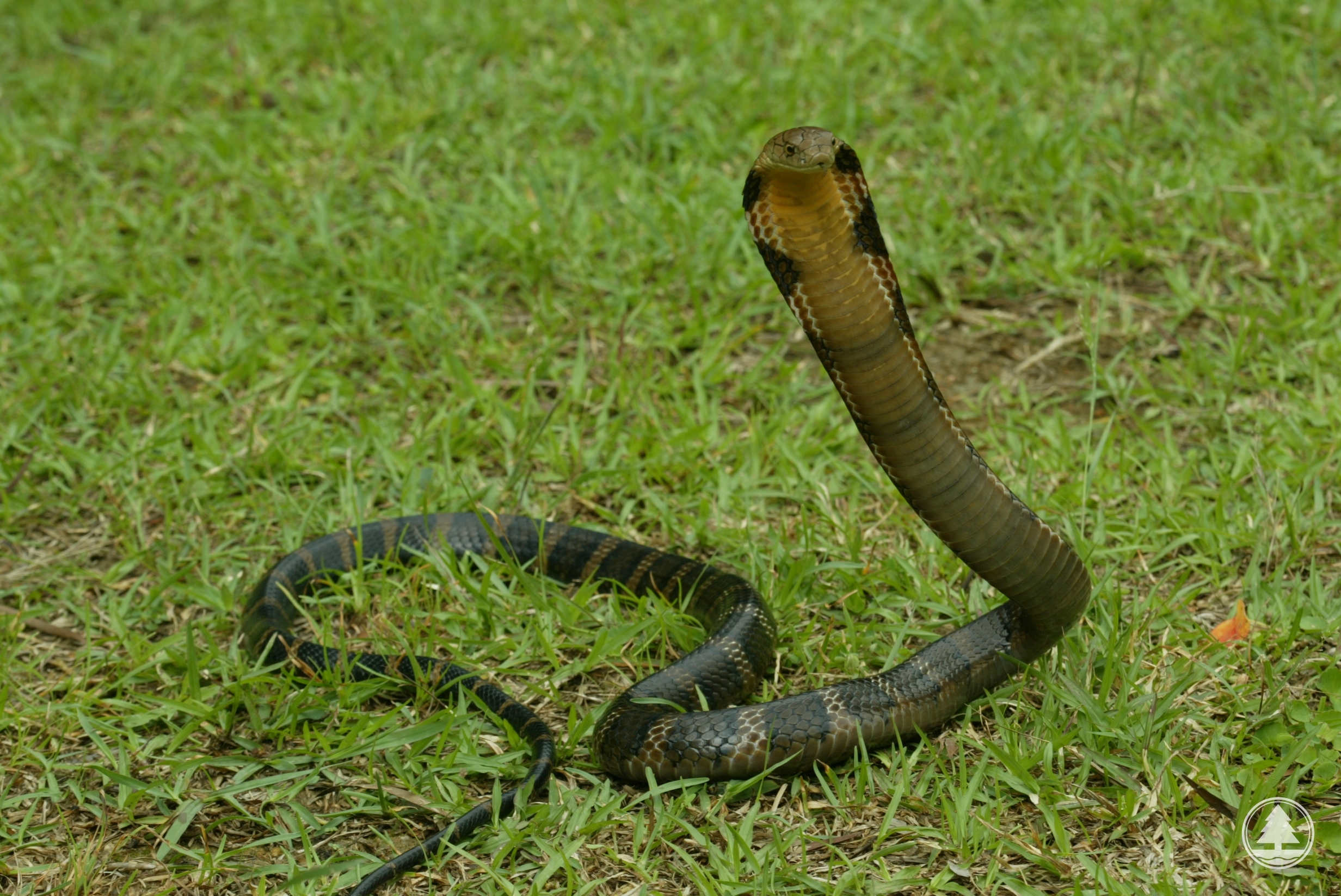 King Cobra