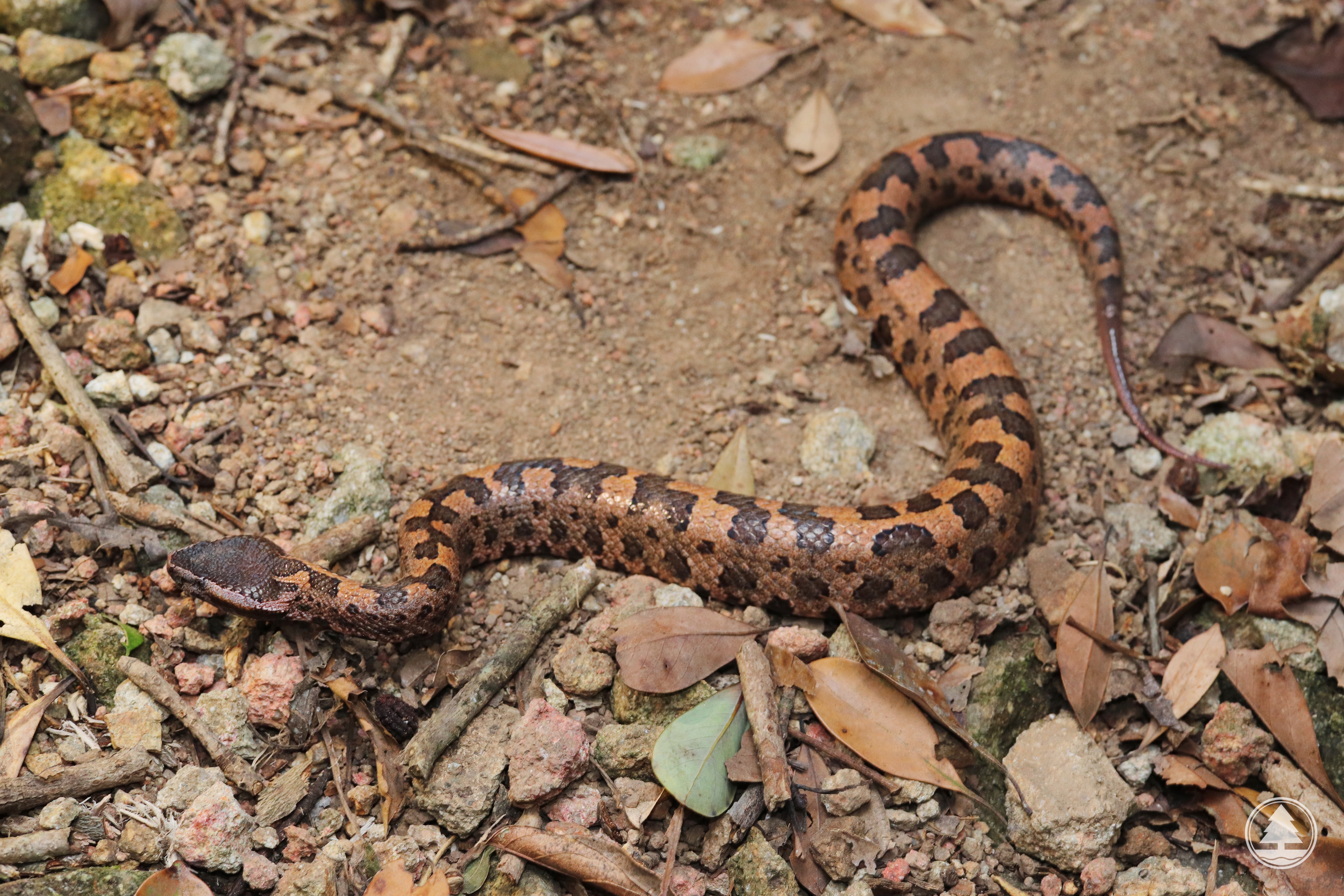 Tonkin Pit Viper