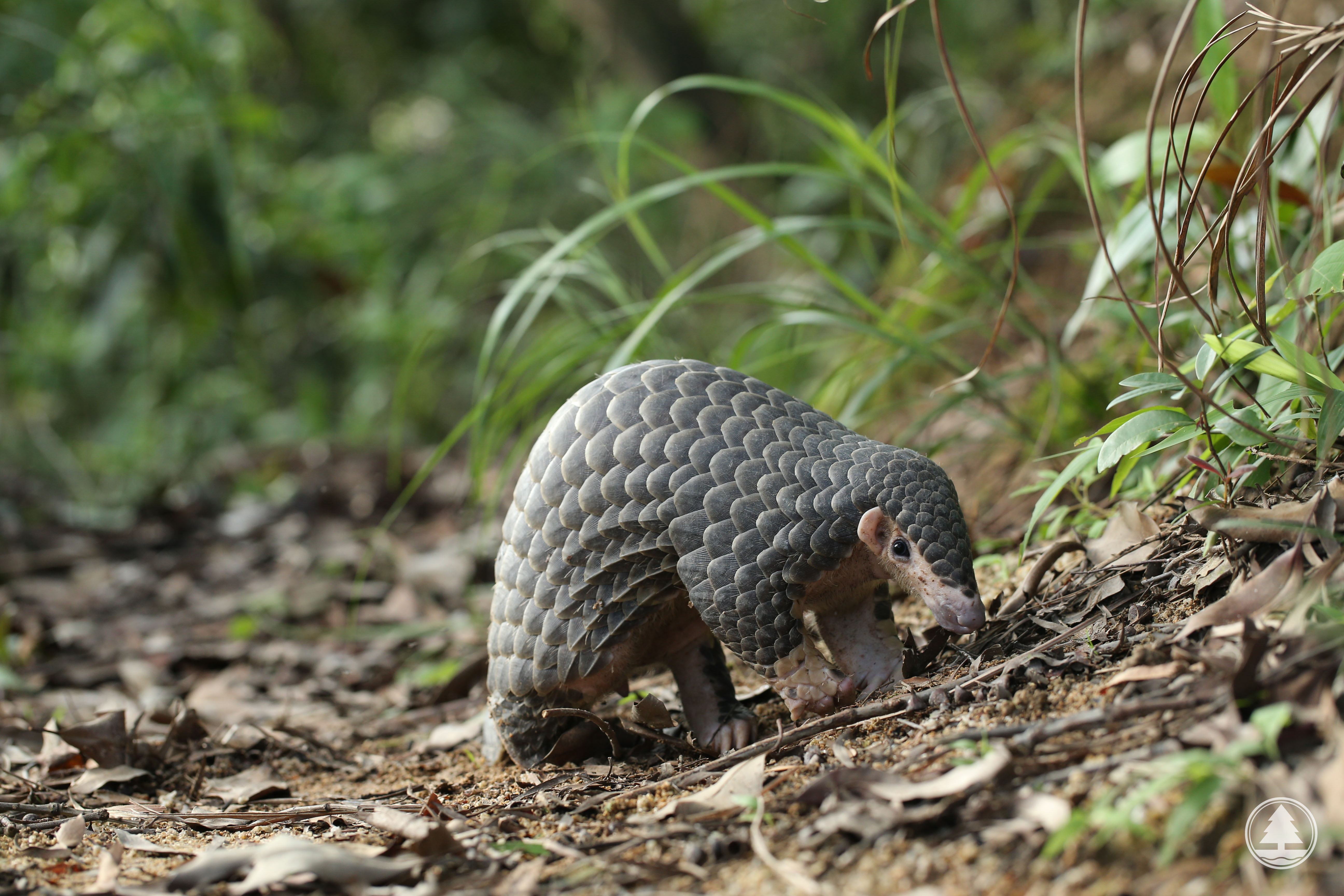 Chinese Pangolin