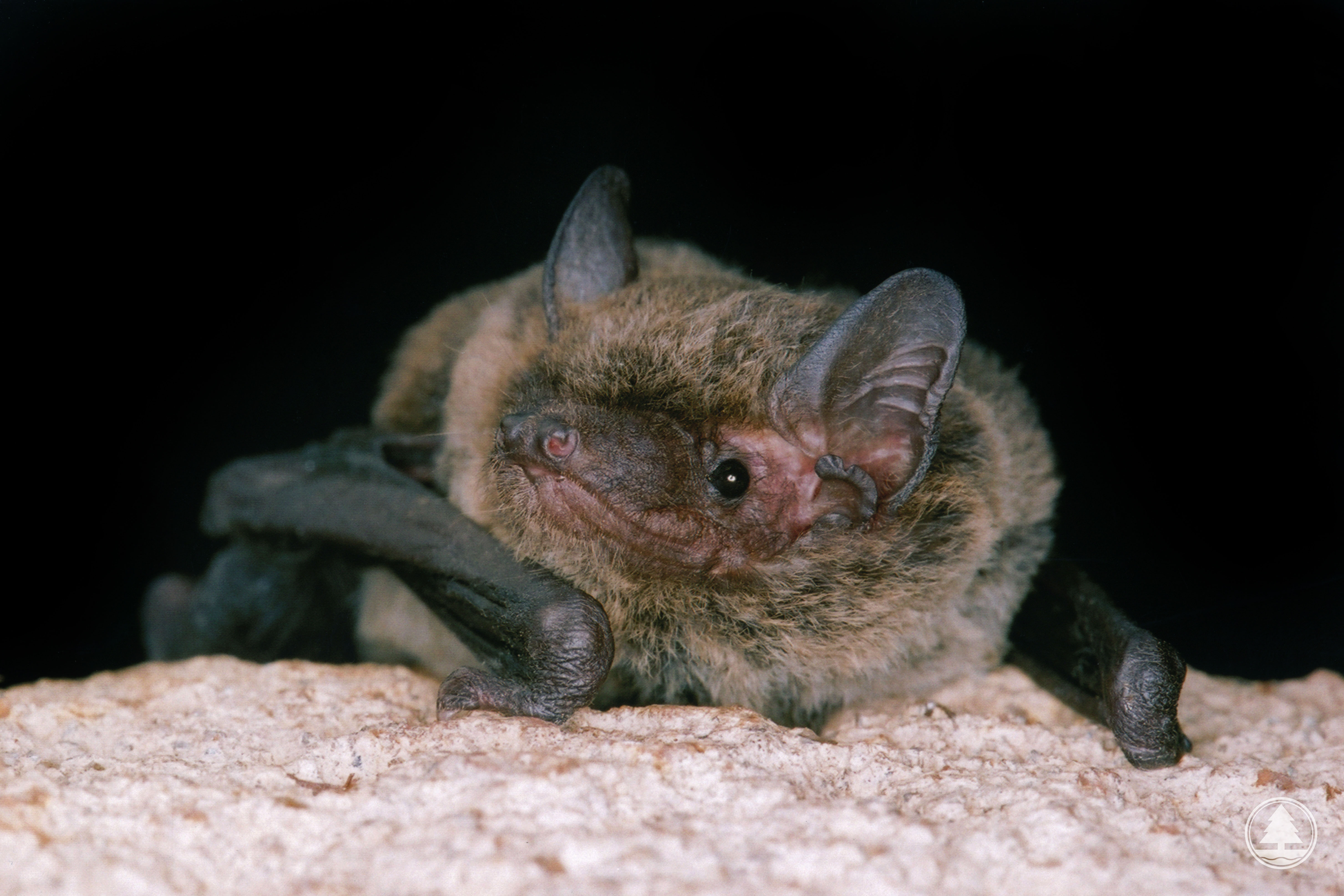 Unidentified Pipistrelle