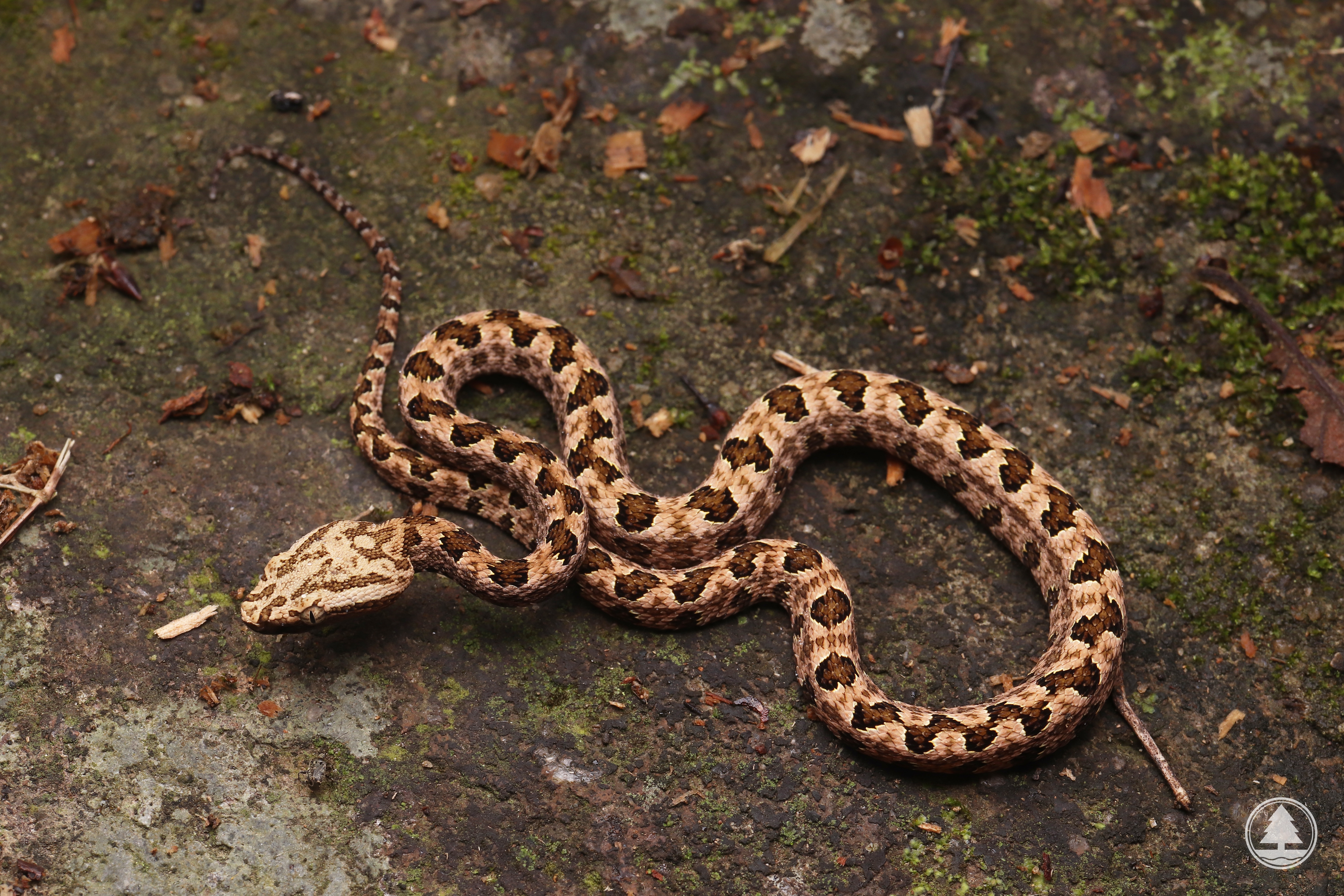 Pointed-scale Pit Viper