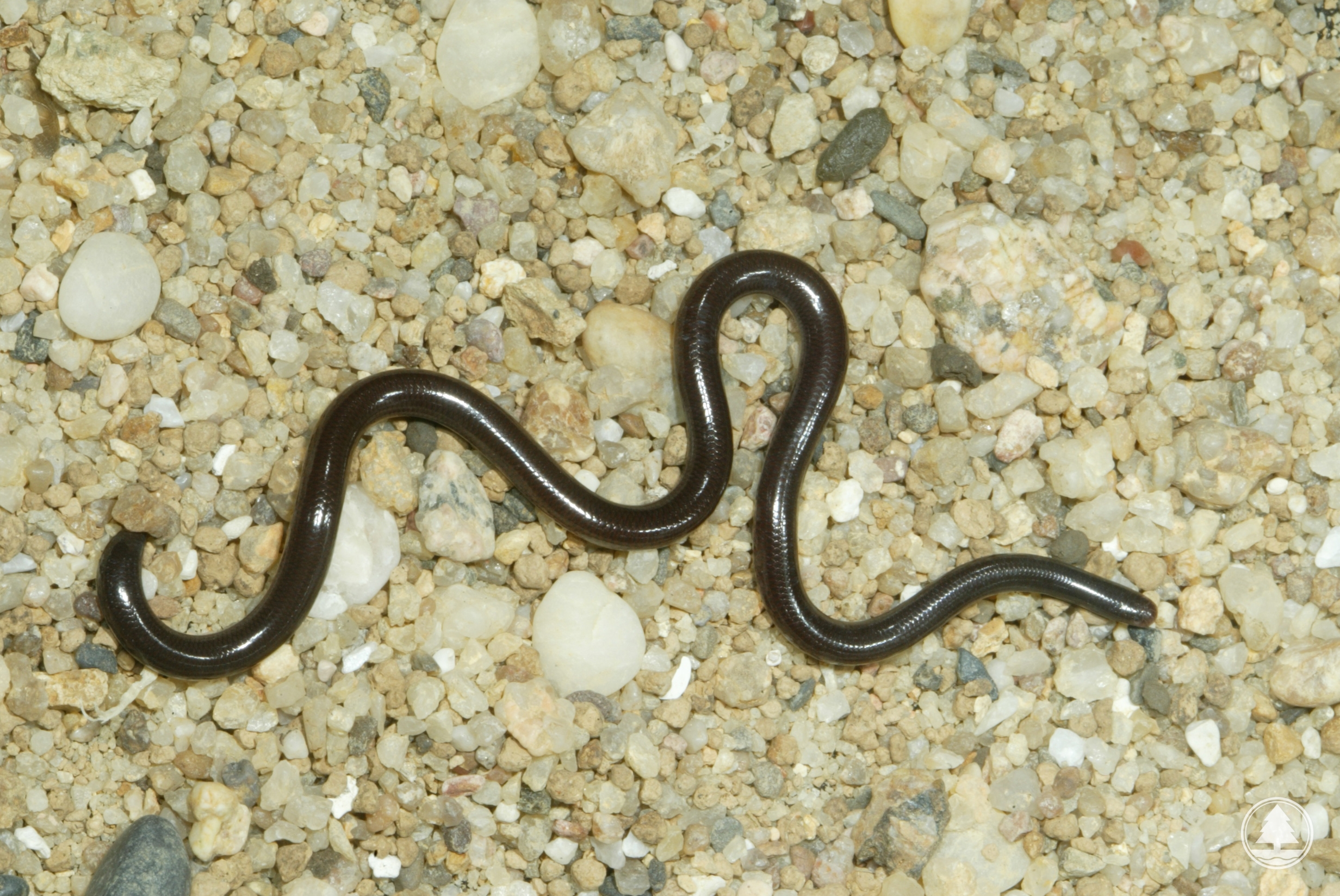 Common Blind Snake 