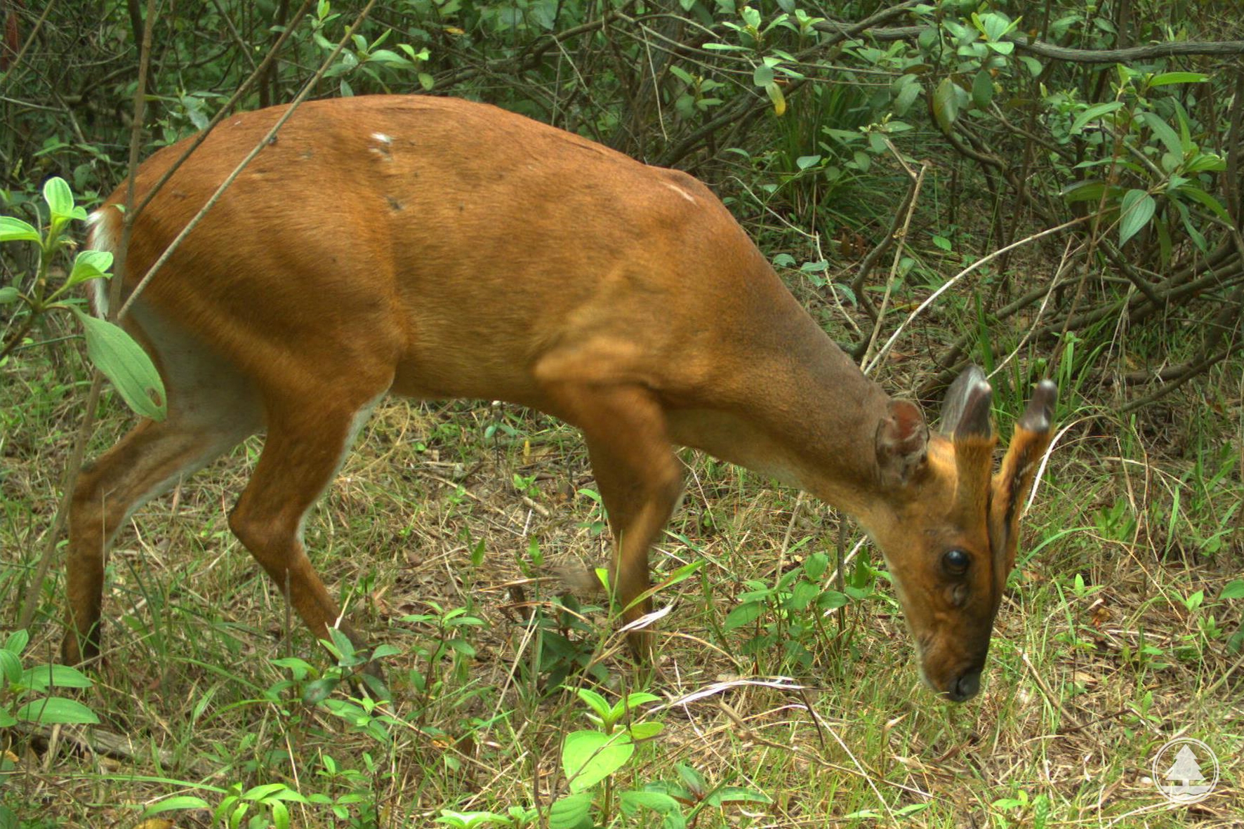 Red Muntjac