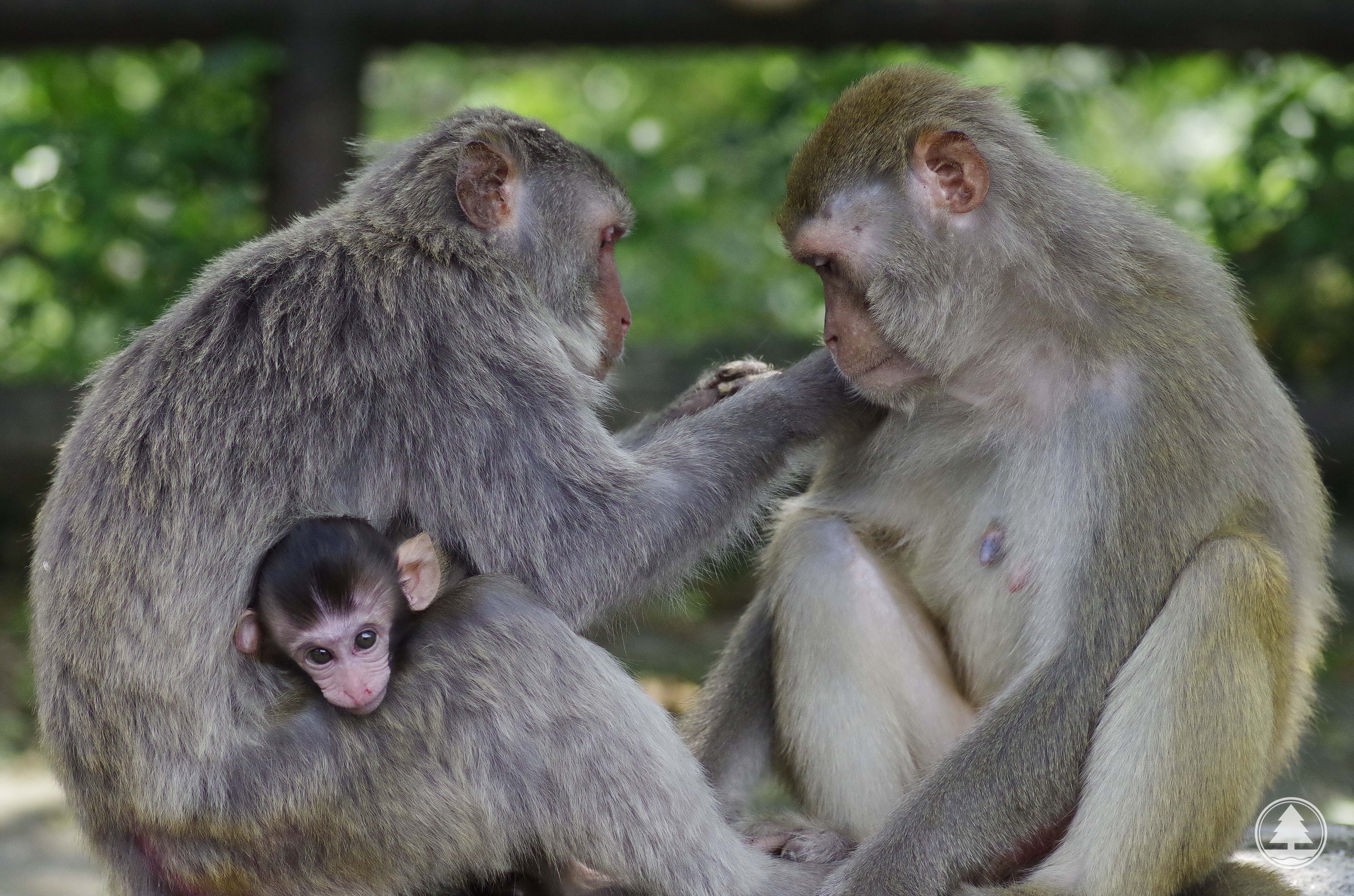 Rhesus Macaque