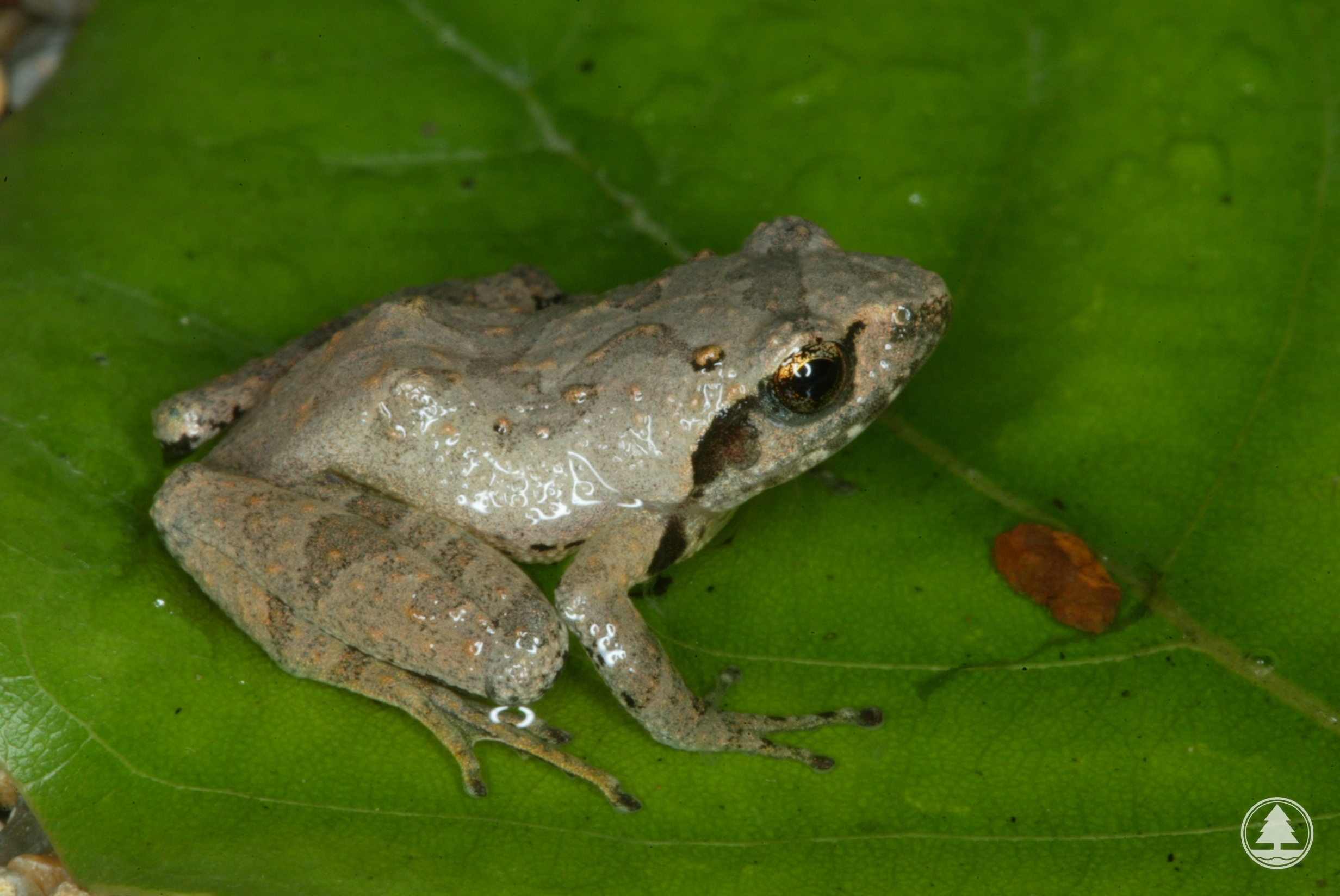 Romer's Tree Frog 