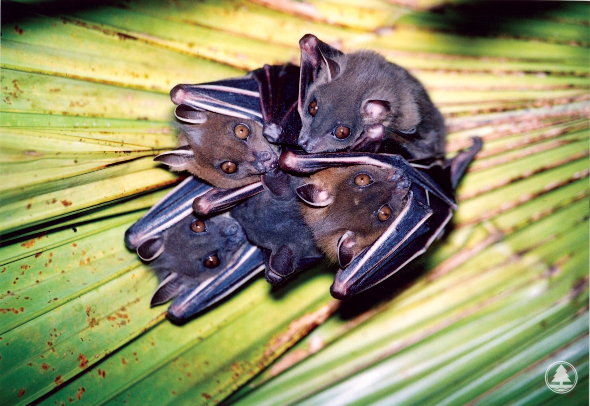 Short-nosed Fruit Bats roost under the fronds of the Chinese Fan-palm