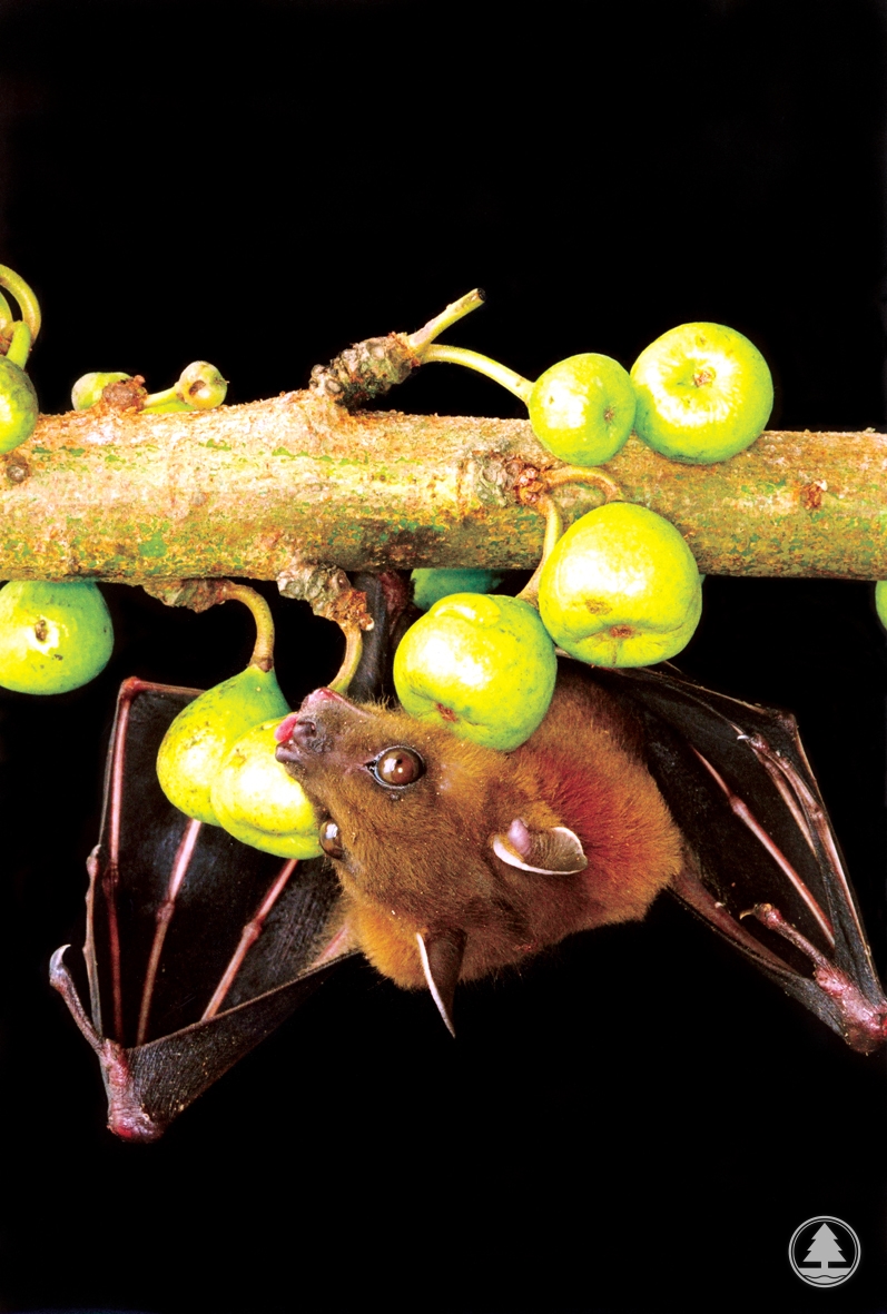 Short-nosed Fruit Bat and Common Red-stem Fig