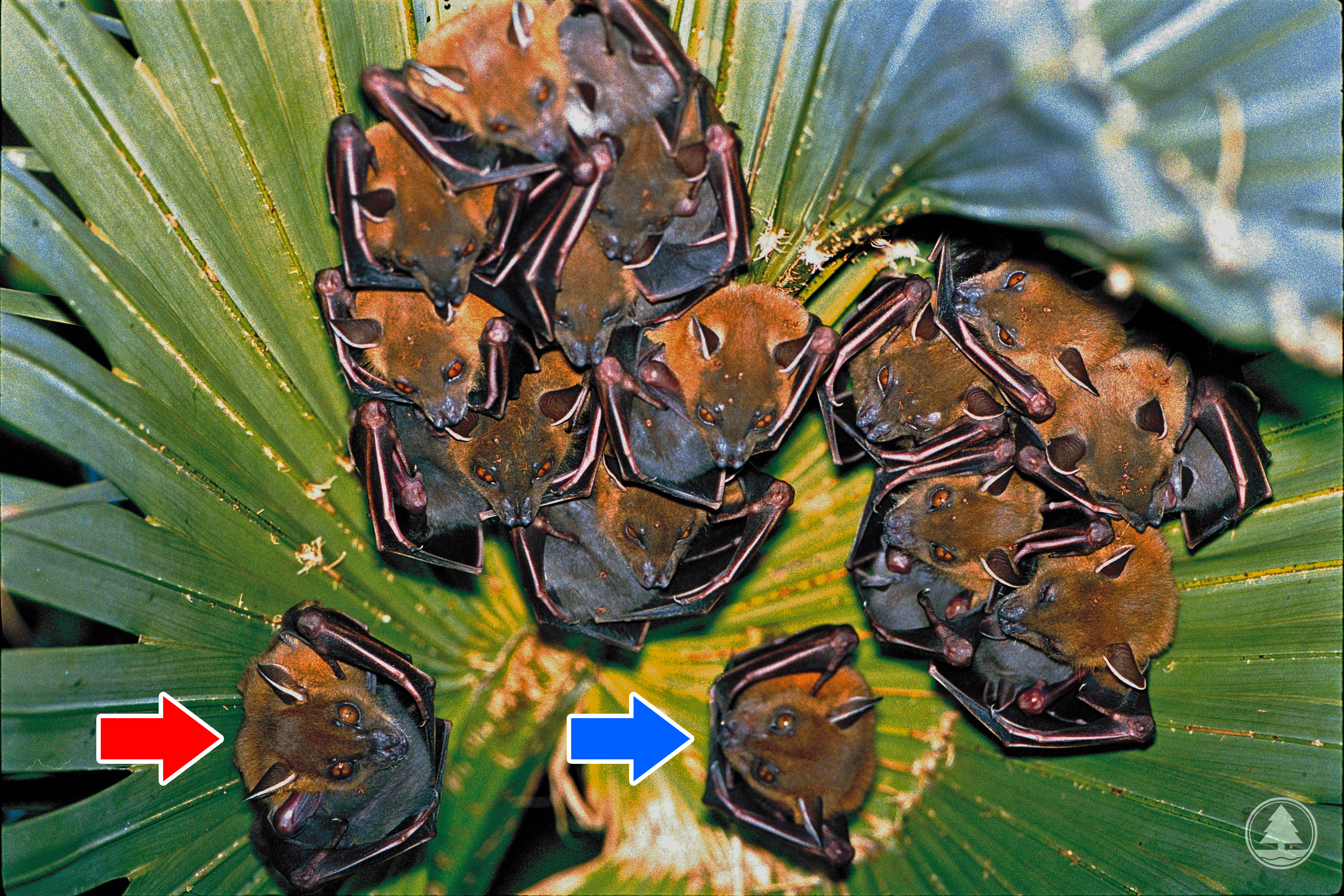 A harem of a dominant male (blue arrow) associated with reproductive females (red arrow) and their dependent young
