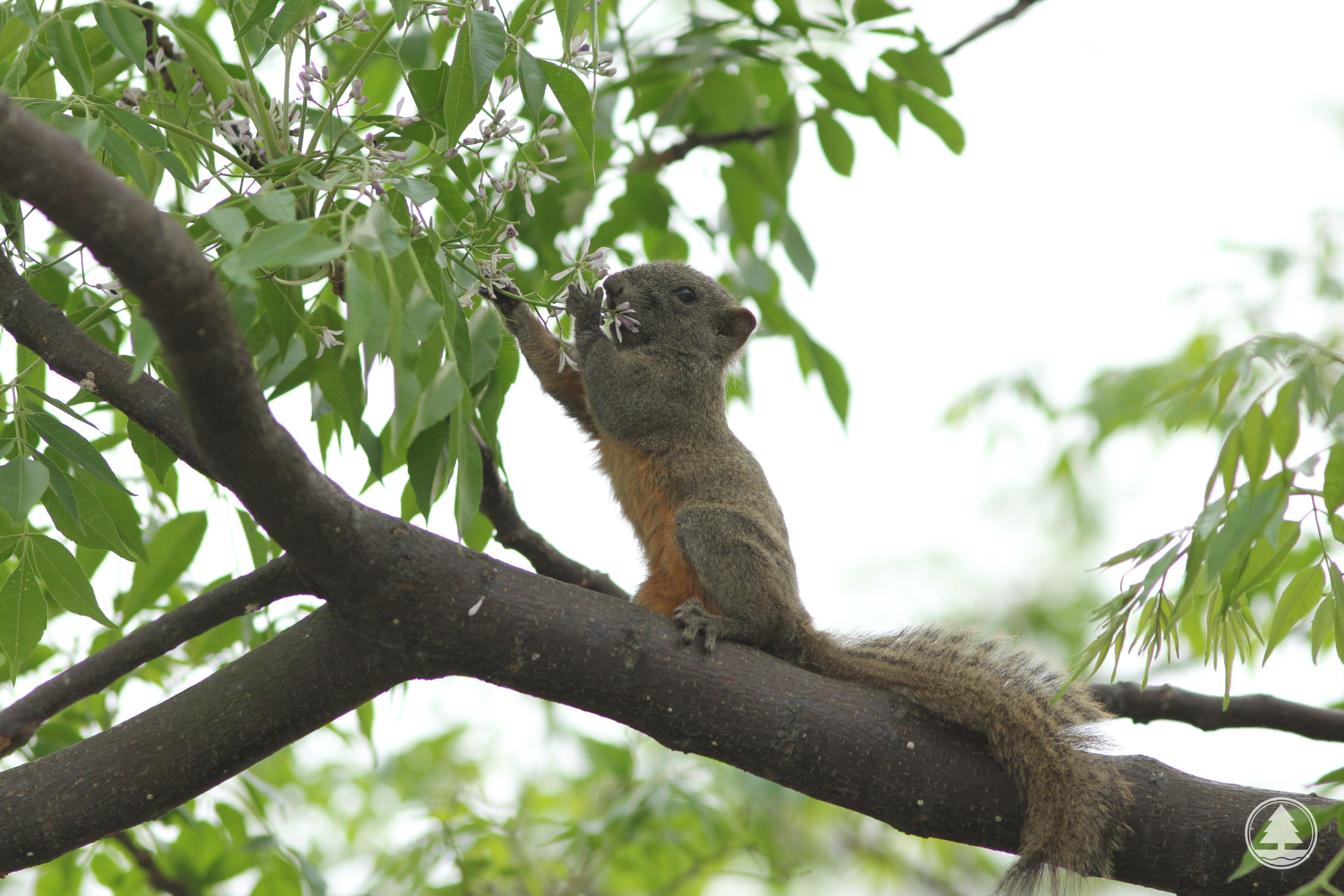 Pallas's Squirrel 