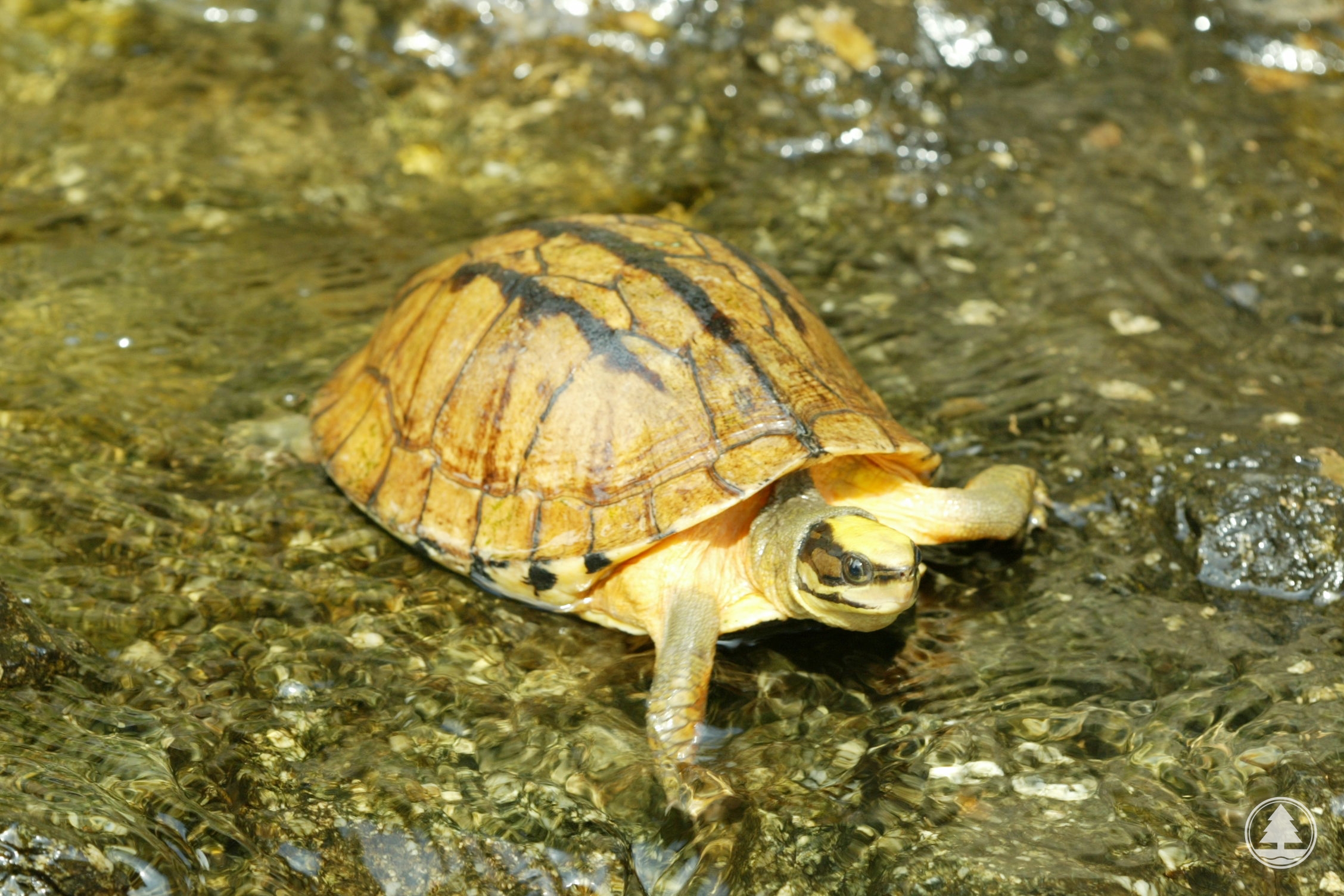 Three-banded Box Turtle 