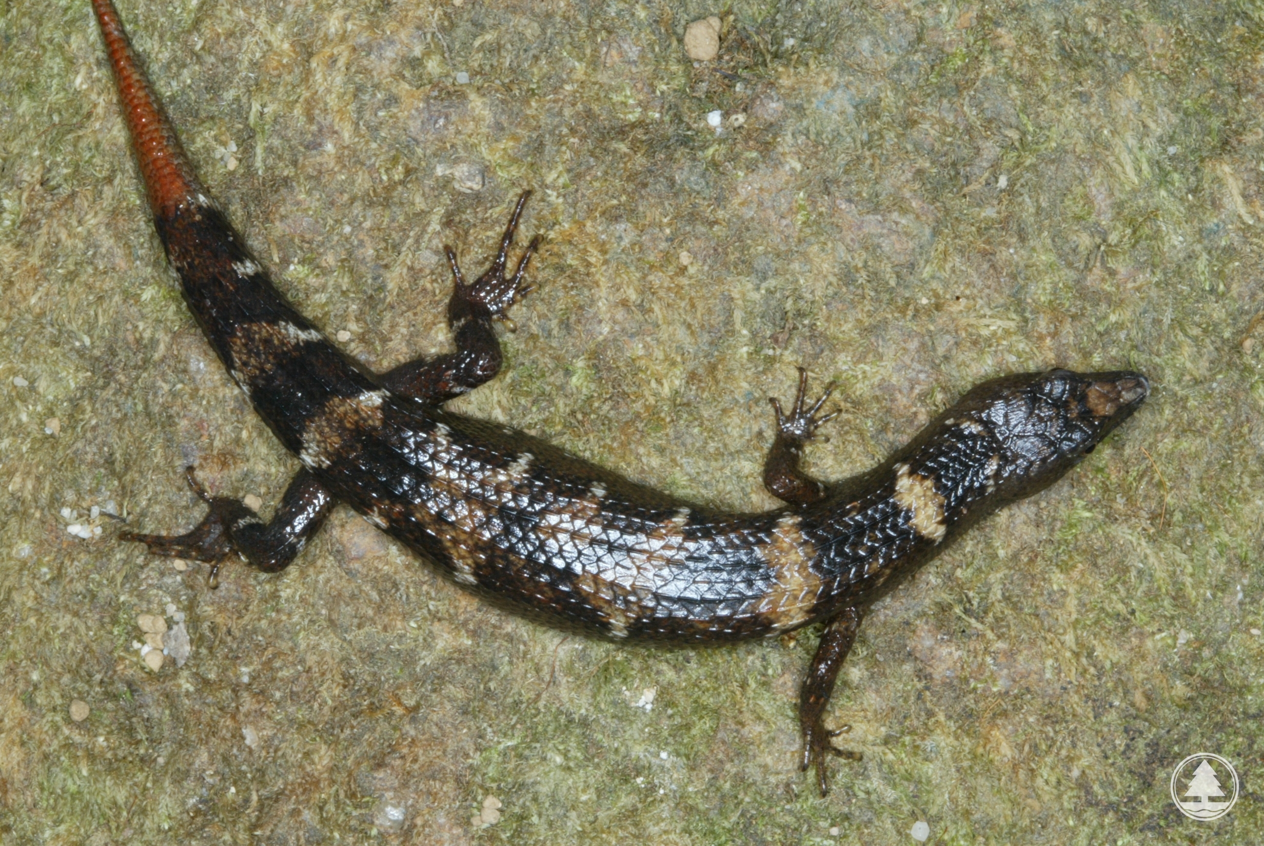 Chinese Waterside Skink 