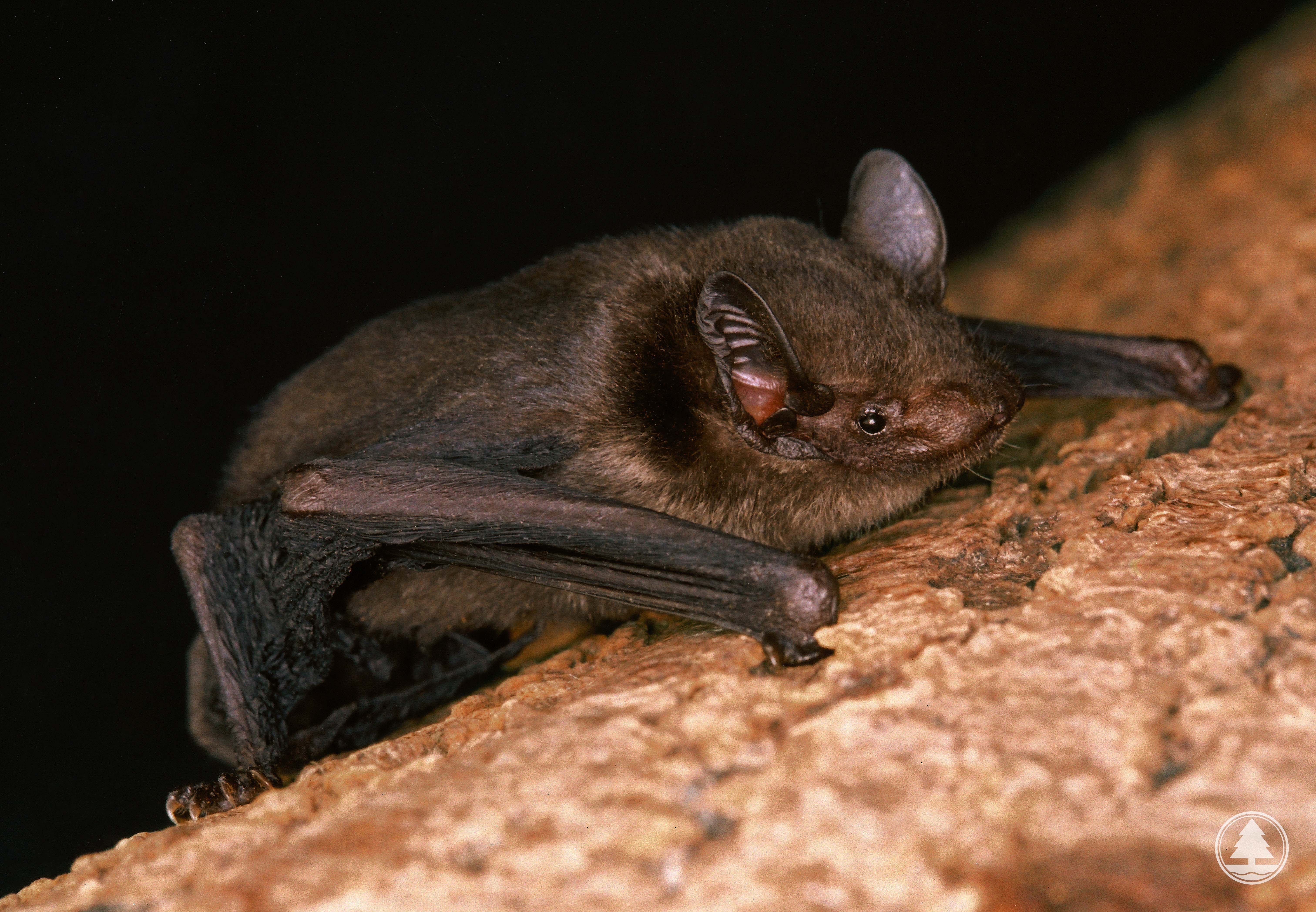 Greater Bamboo Bat