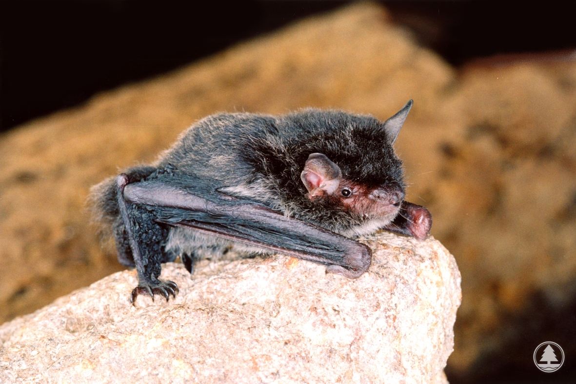 Whiskered Myotis