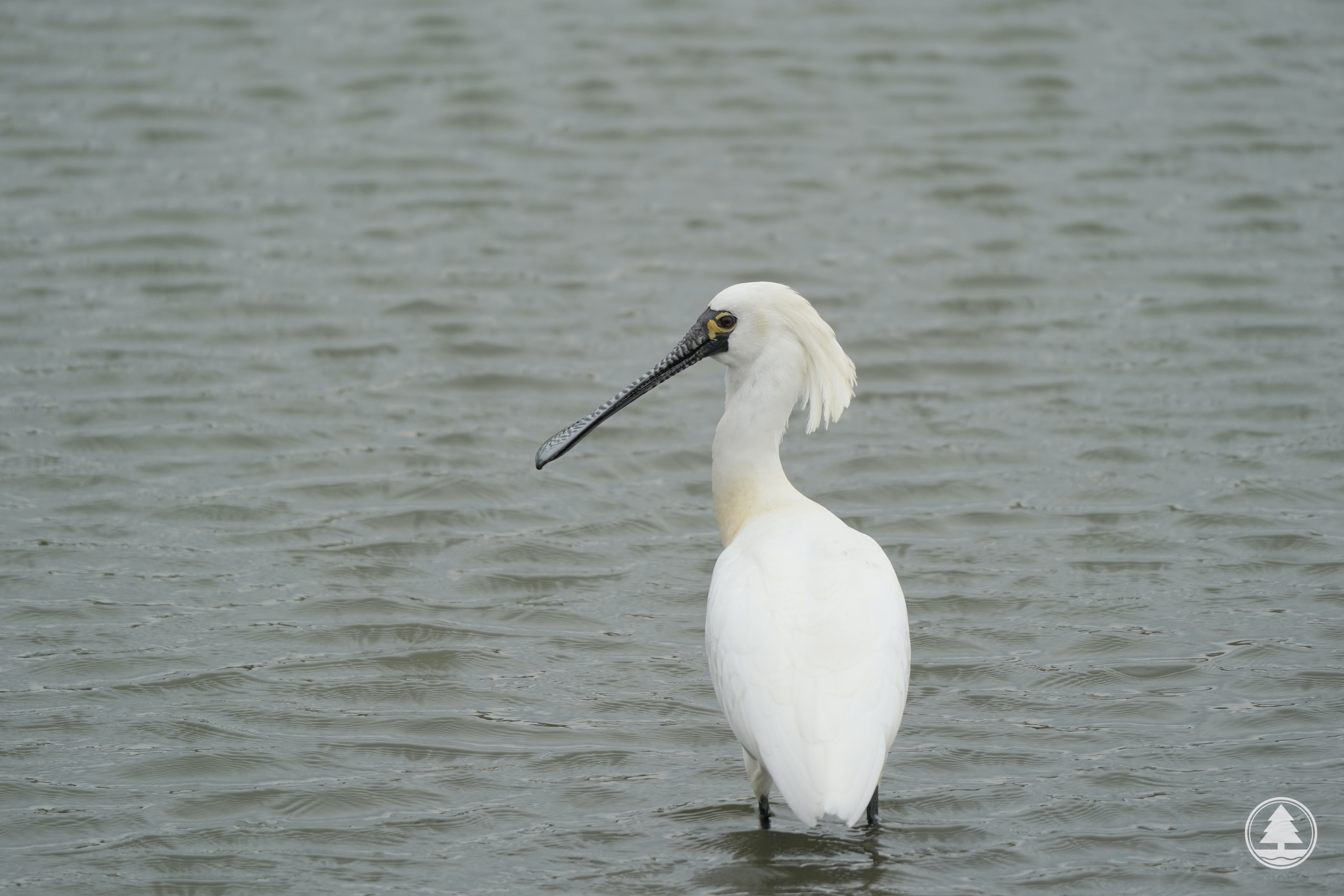 Black-faced Spoonbill