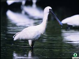 Black-faced Spoonbill